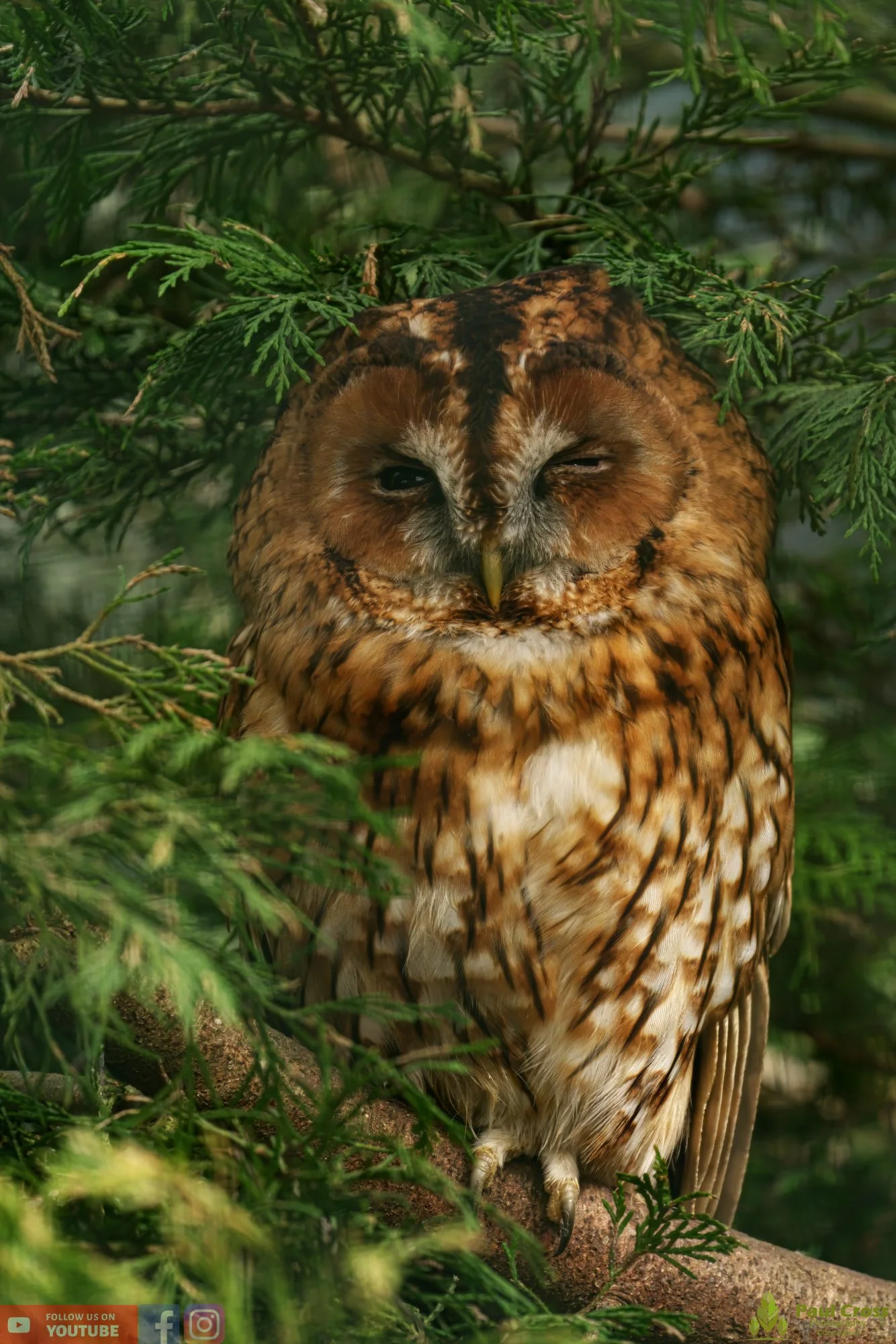 Tawny Owl-00011.jpg