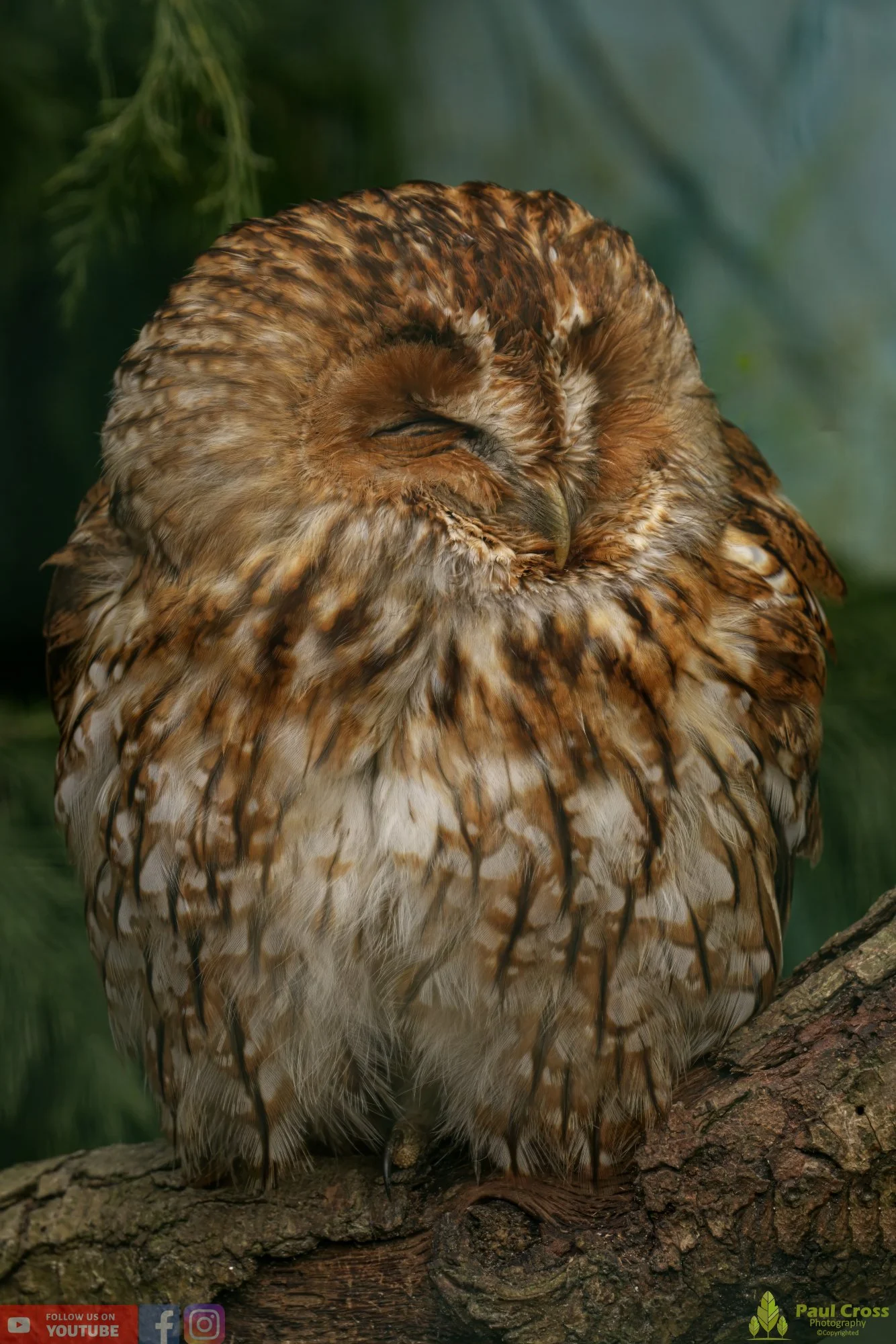 Tawny Owl-00012.jpg