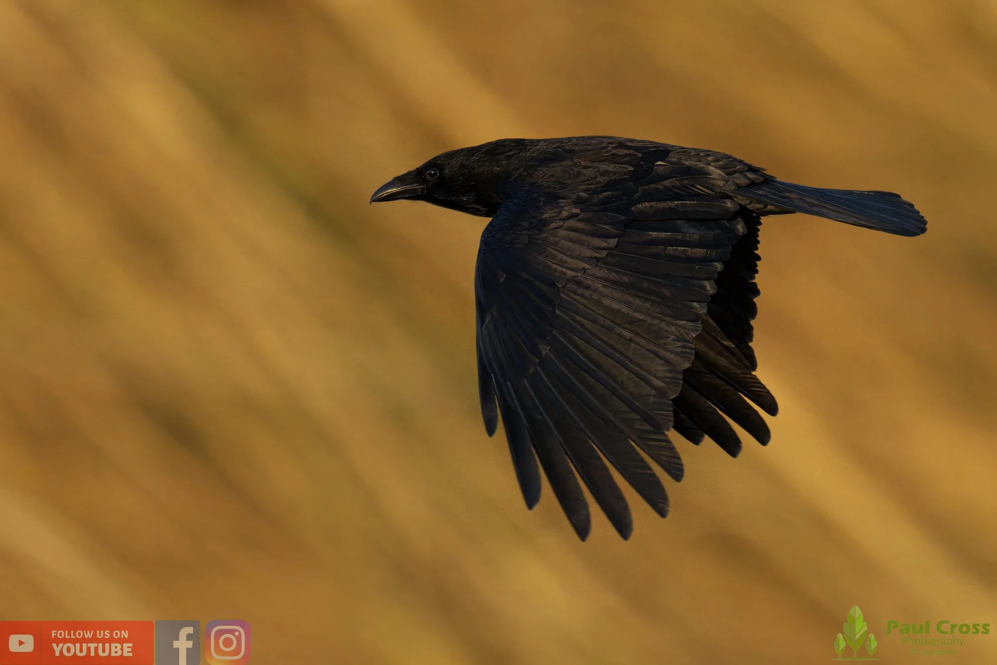 Carrion Crow-00121.jpg