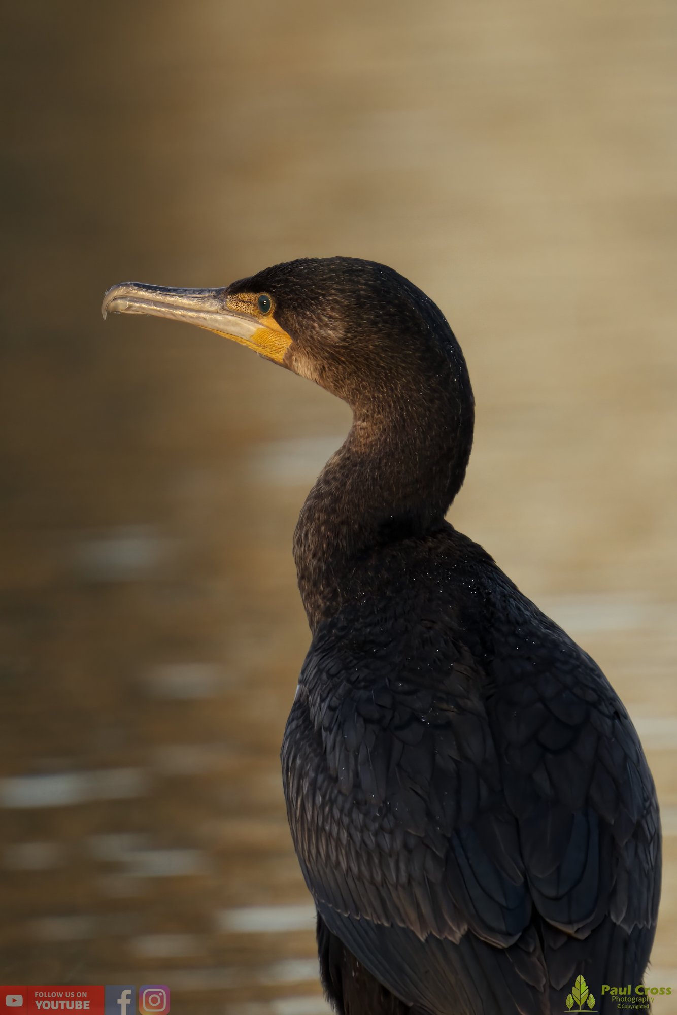 Cormorant-00277.jpg