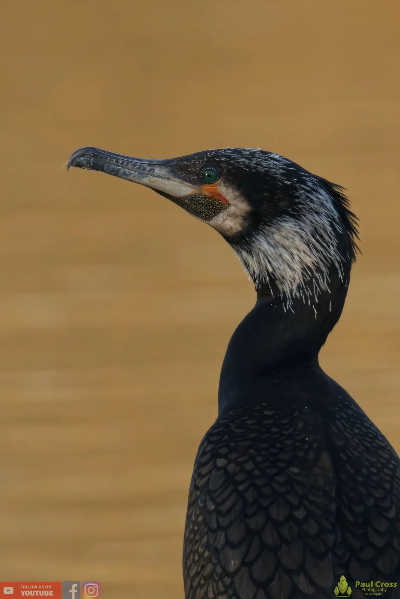 Cormorant-00278.jpg
