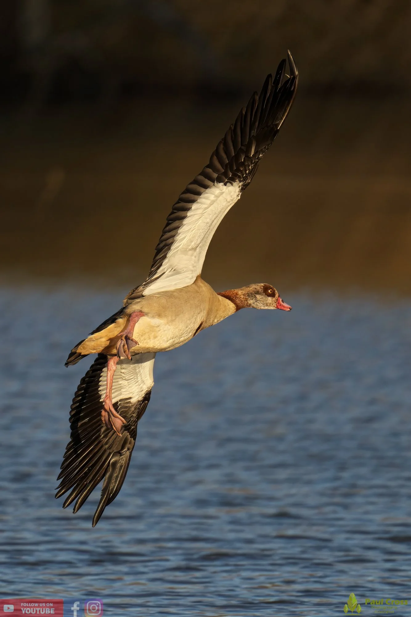 Egyptian Goose-00087.jpg