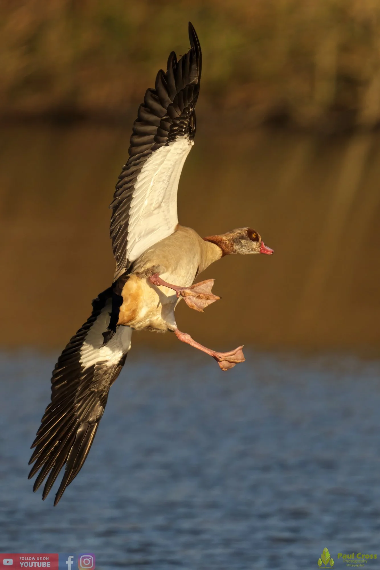 Egyptian Goose-00088.jpg