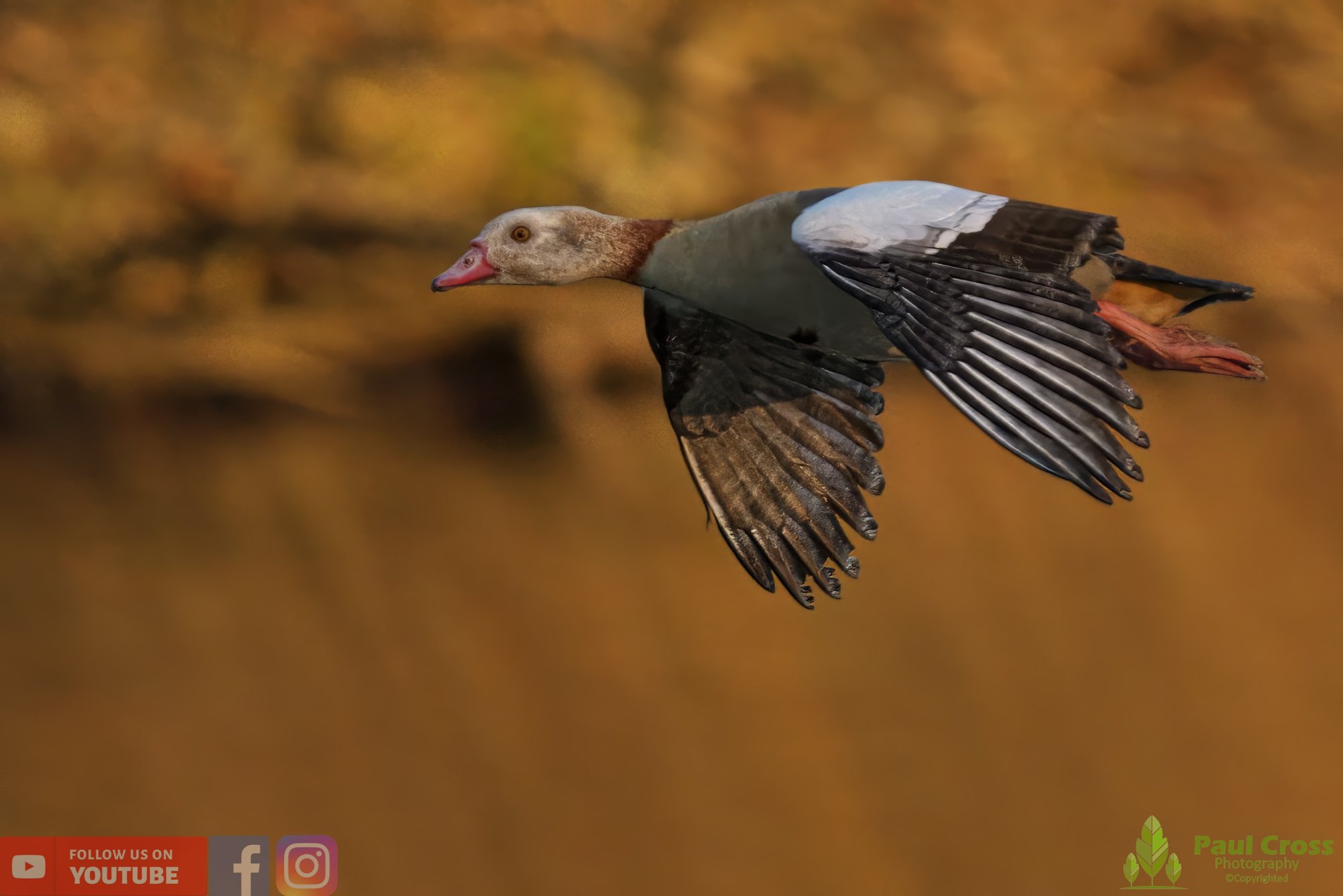 Egyptian Goose-00089.jpg