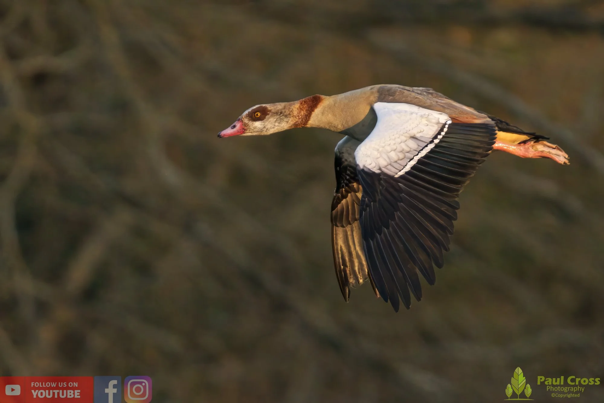 Egyptian Goose-00090.jpg