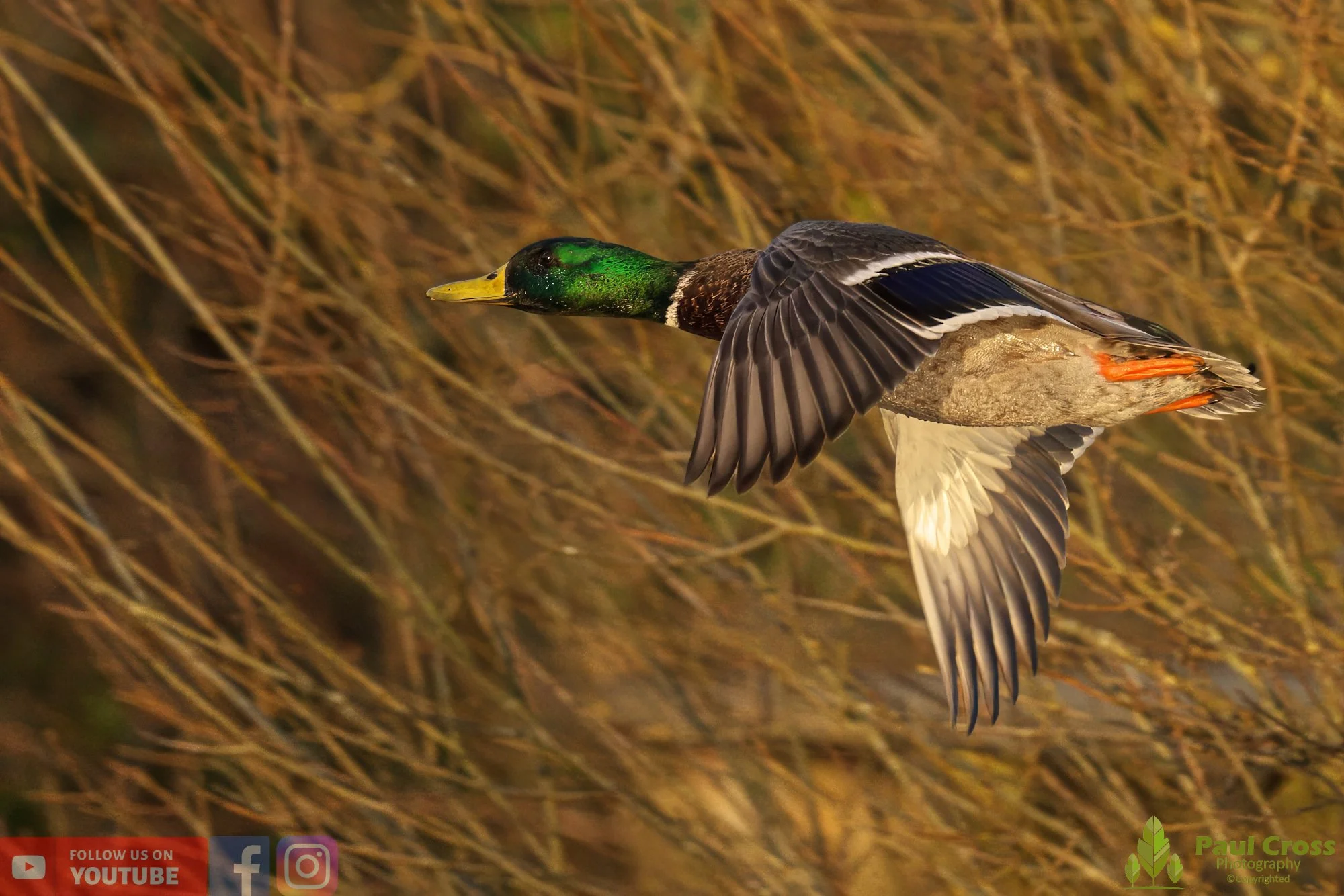Mallard Duck-00967.jpg