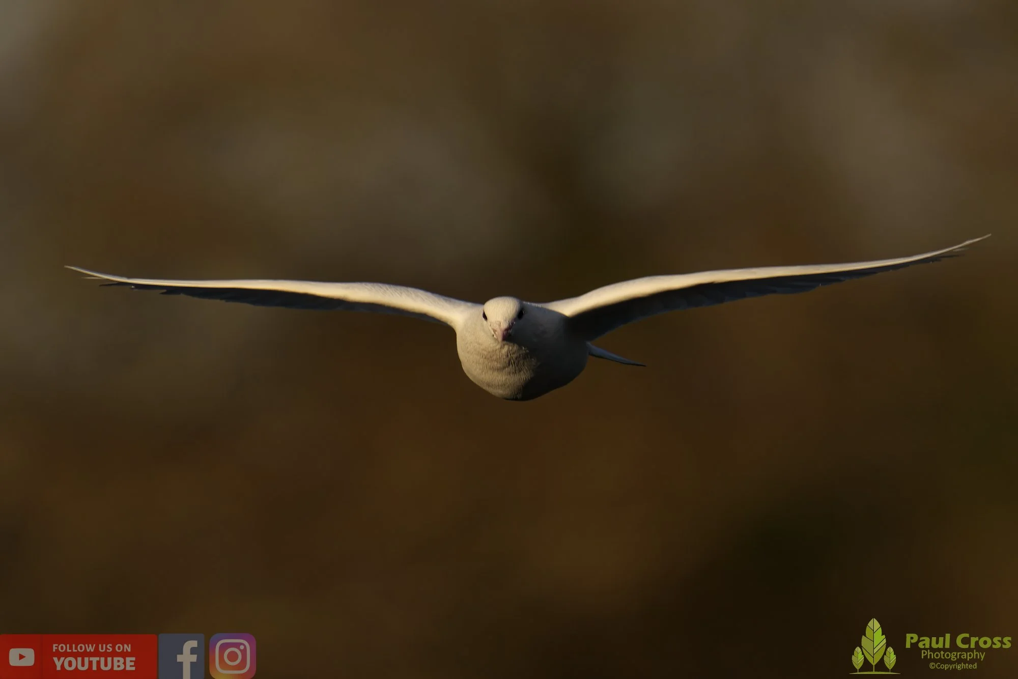 White Dove-00018.jpg