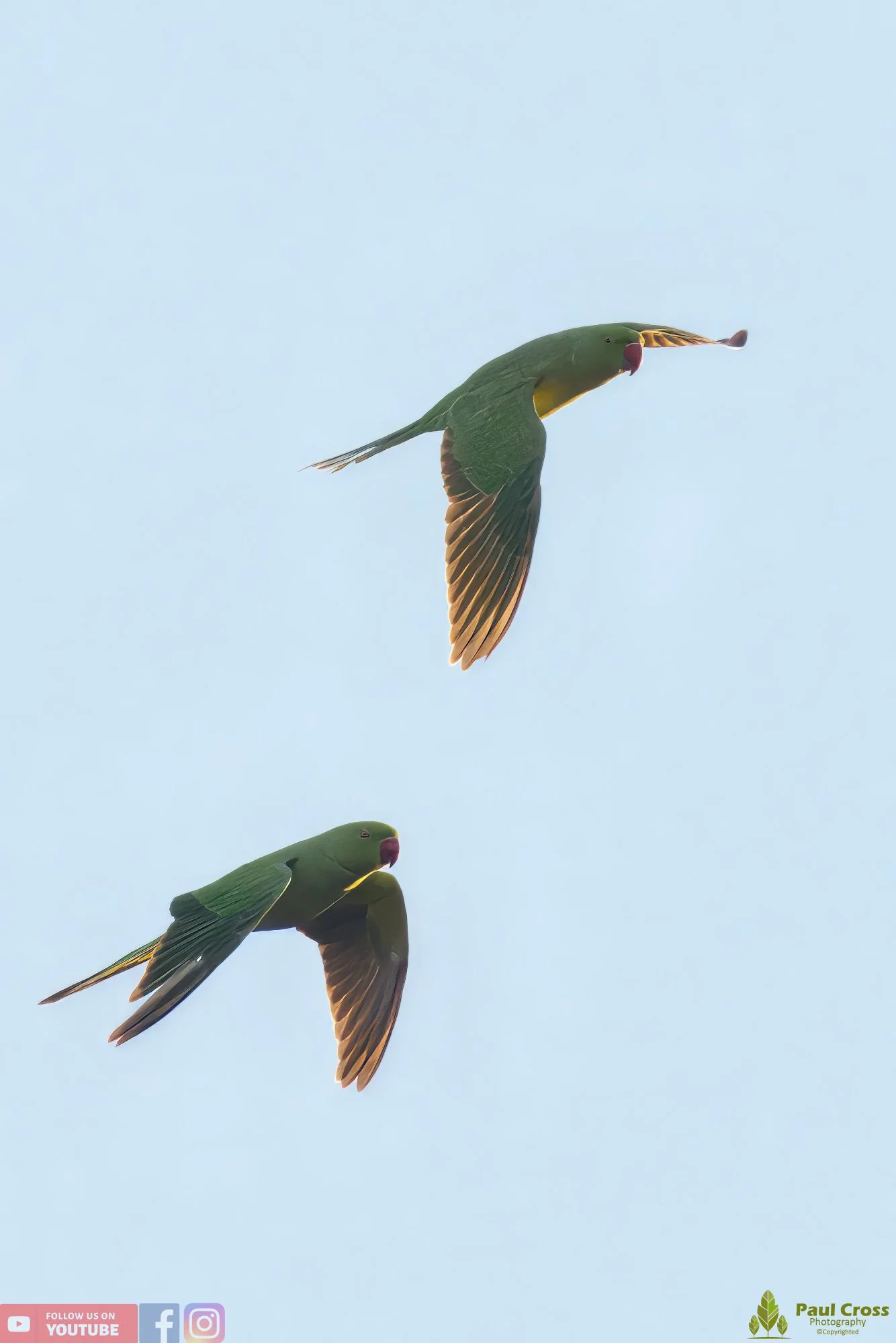 Ring-necked Parakeet-00002.jpg