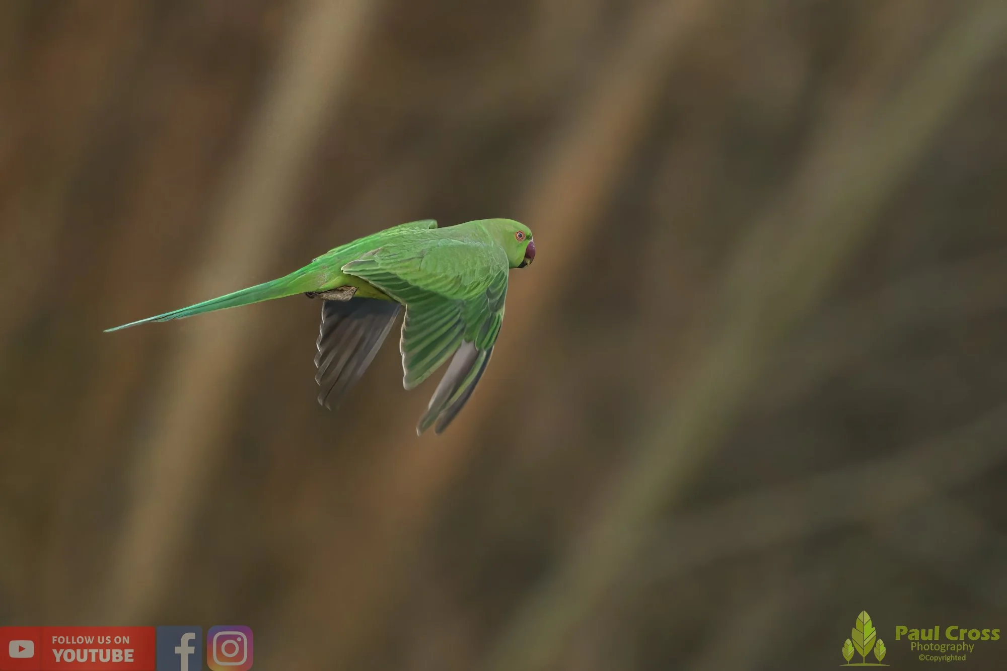 Ring-necked Parakeet-00001.jpg