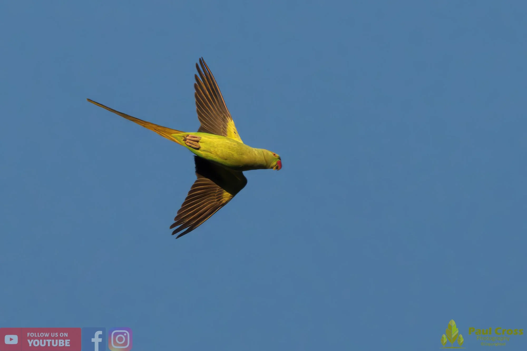 Ring-necked Parakeet-00003.jpg