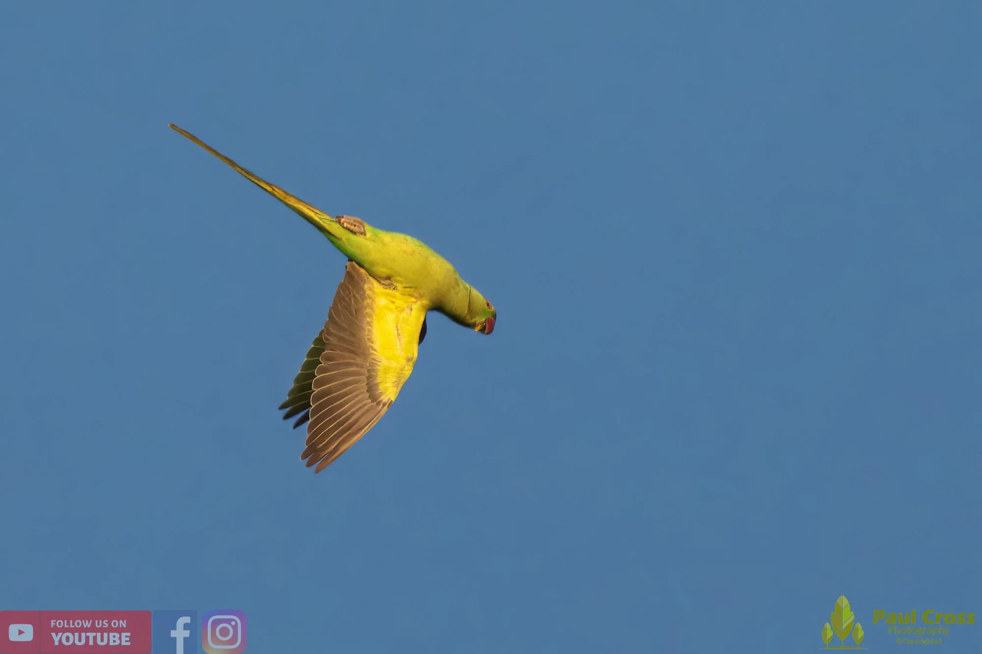 Ring-necked Parakeet-00004.jpg