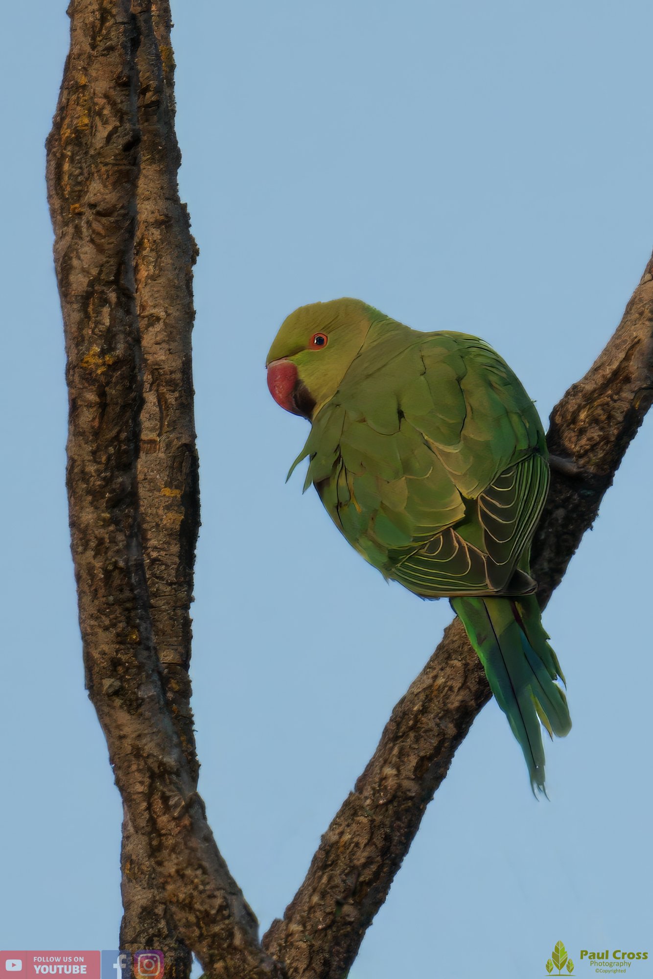 Ring-necked Parakeet-00005.jpg
