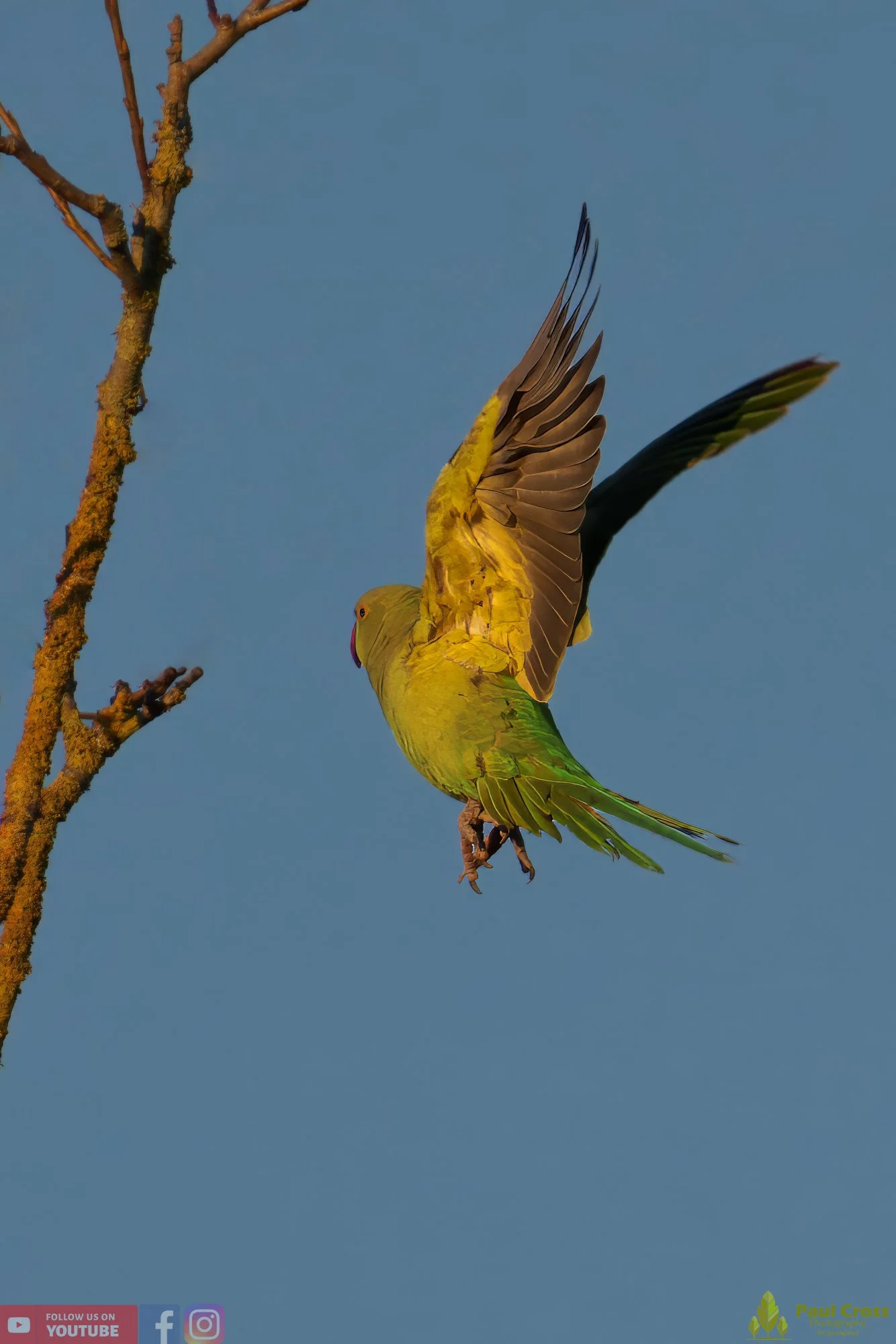 Ring-necked Parakeet-00006.jpg