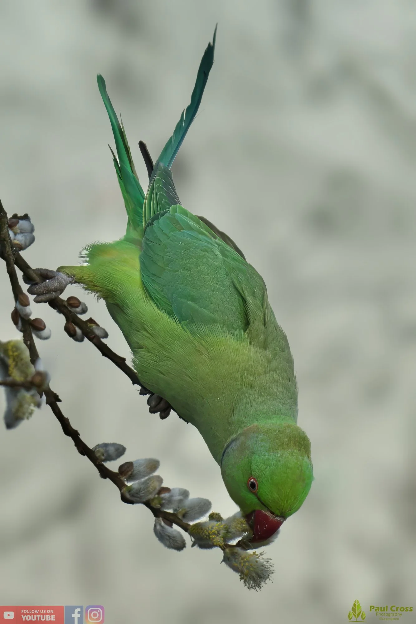 Ring-necked Parakeet-00007.jpg