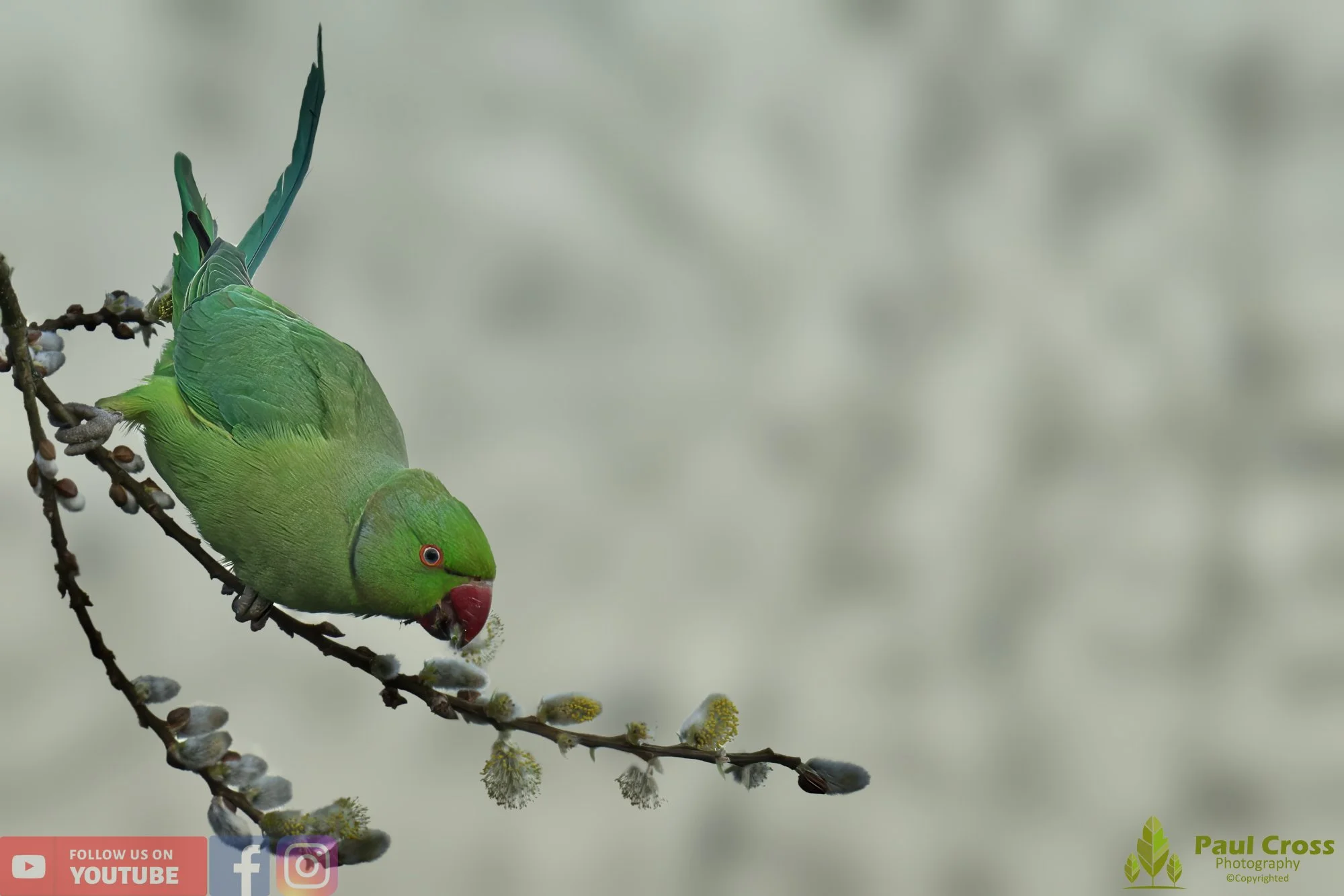 Ring-necked Parakeet-00008.jpg