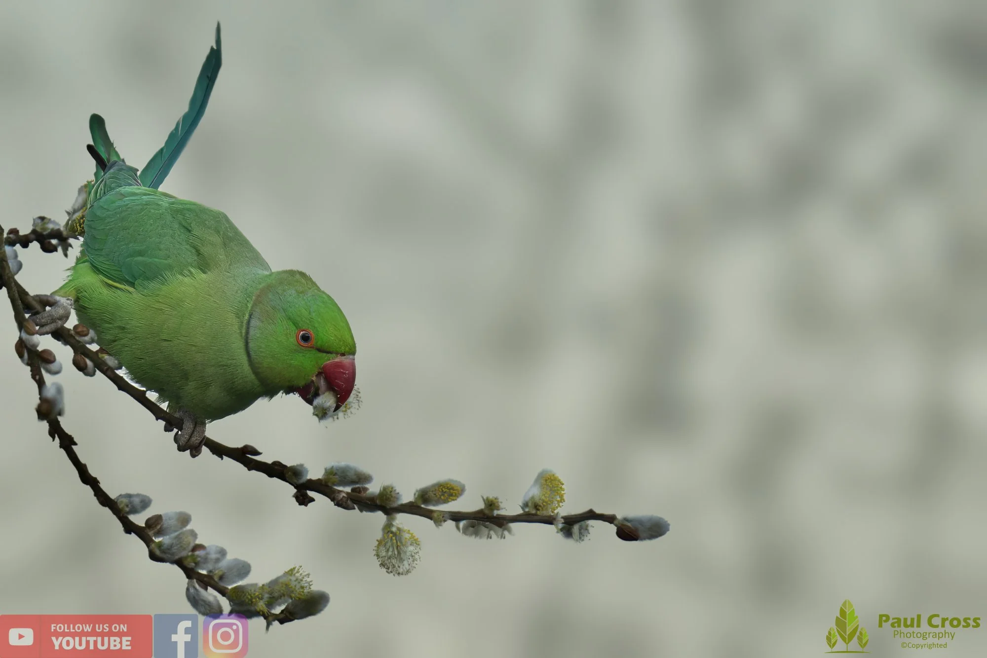 Ring-necked Parakeet-00009.jpg
