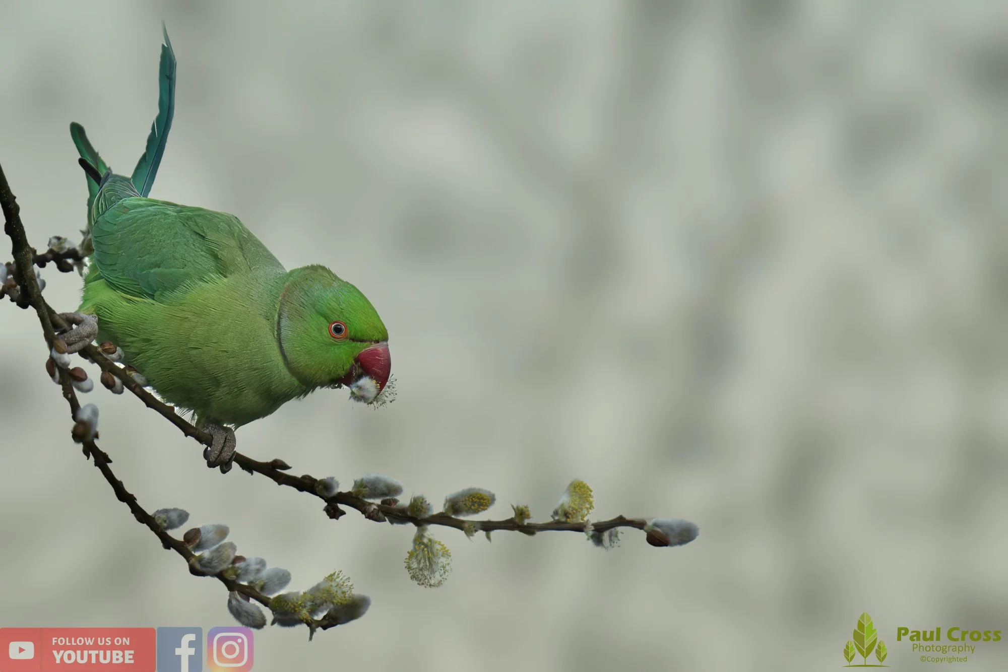 Ring-necked Parakeet-00010.jpg