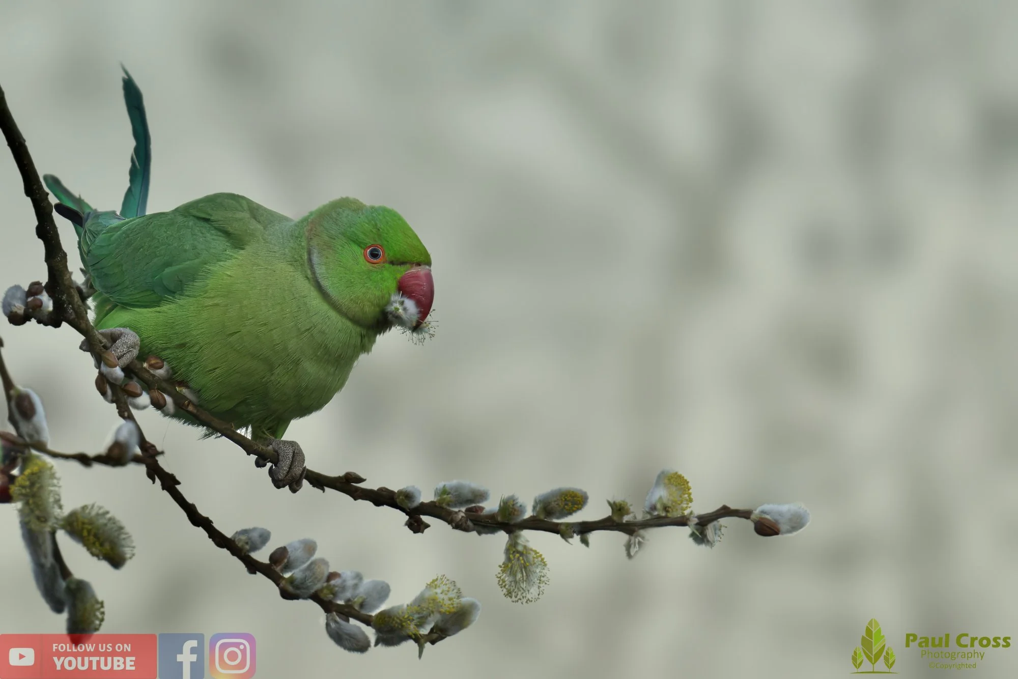 Ring-necked Parakeet-00011.jpg