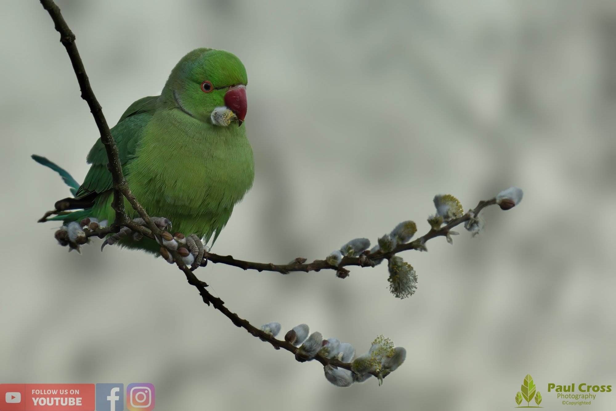 Ring-necked Parakeet-00012.jpg