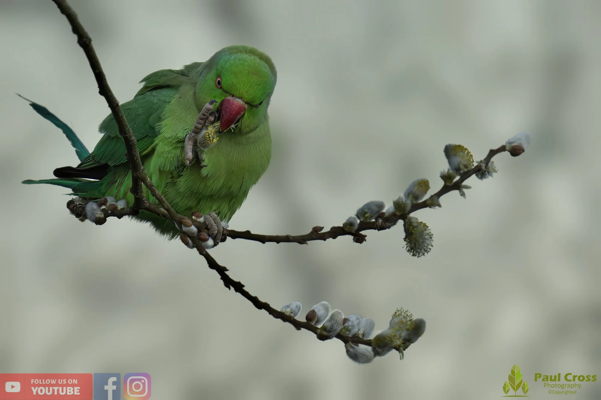 Ring-necked Parakeet-00013.jpg