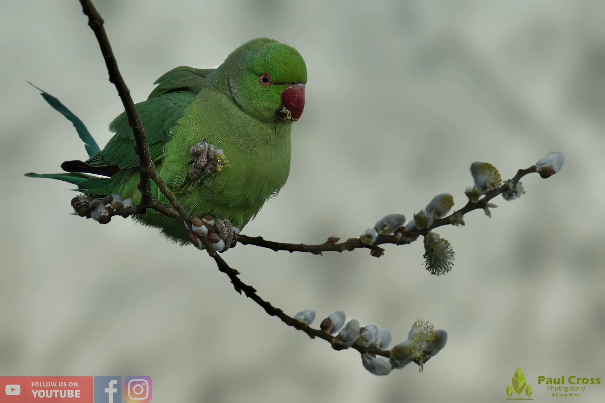 Ring-necked Parakeet-00014.jpg