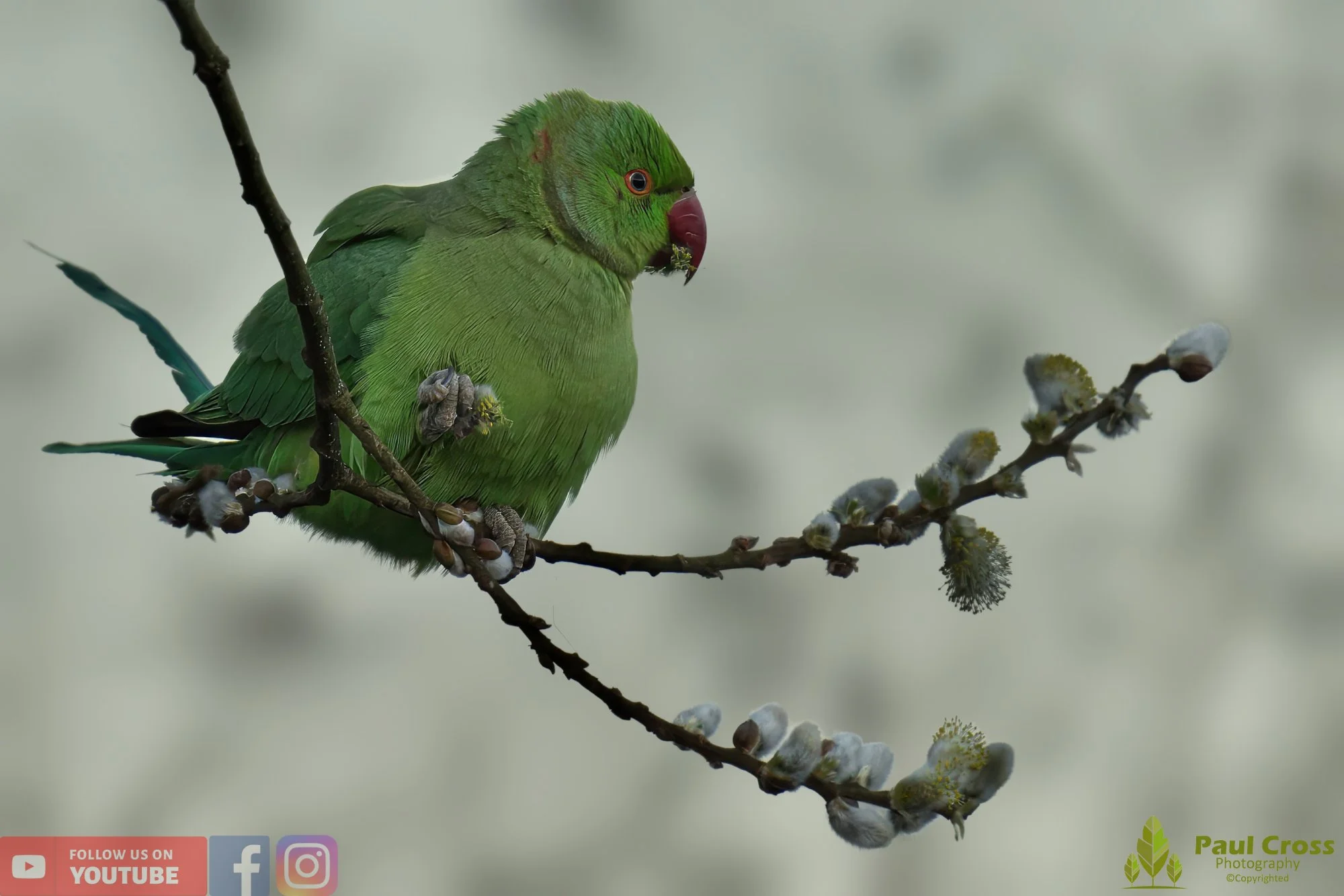 Ring-necked Parakeet-00015.jpg