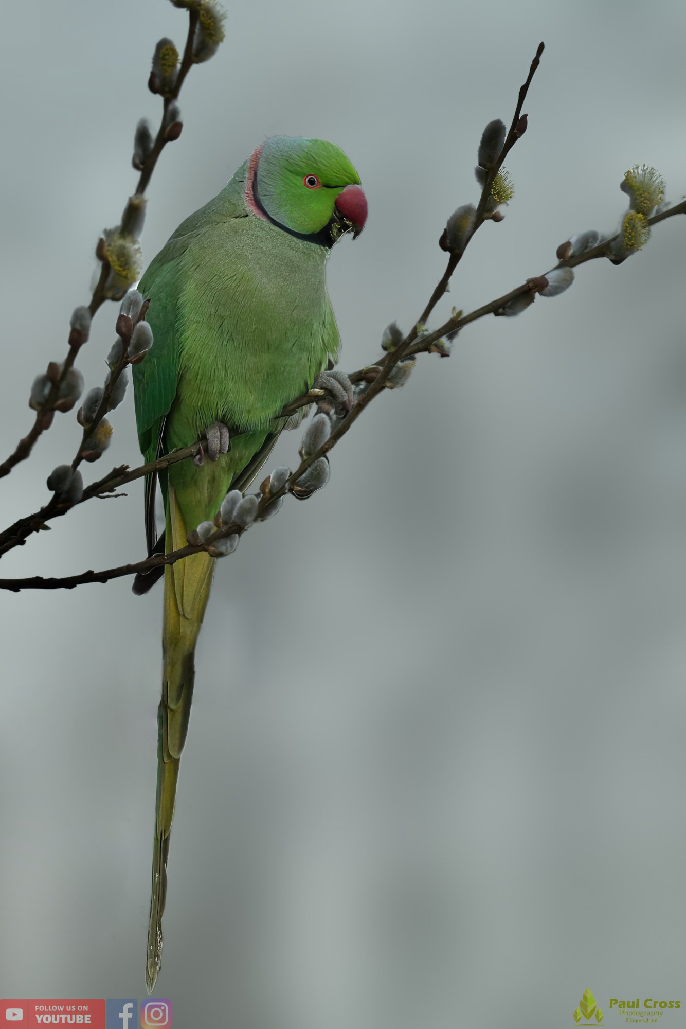Ring-necked Parakeet-00016.jpg
