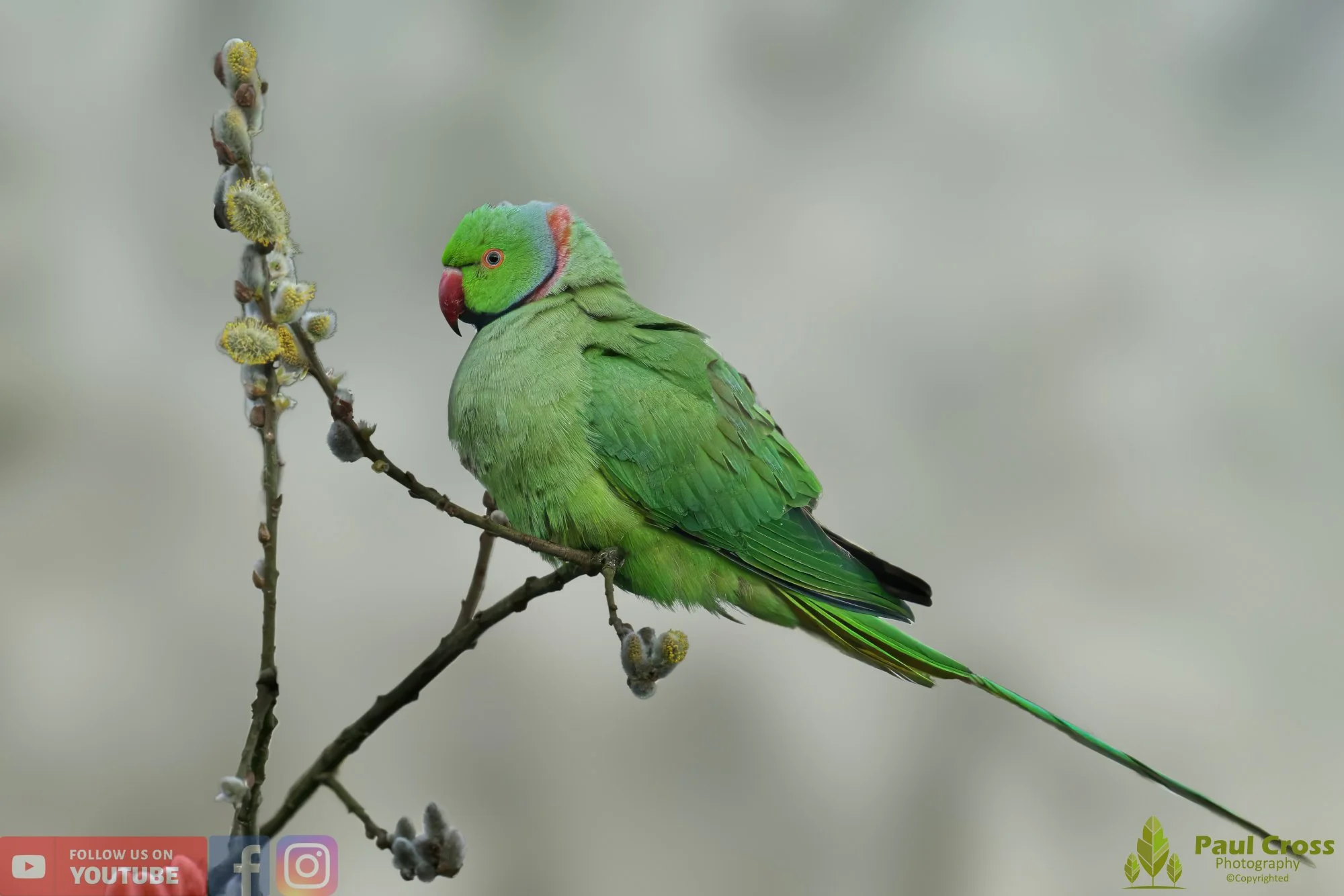 Ring-necked Parakeet-00017.jpg