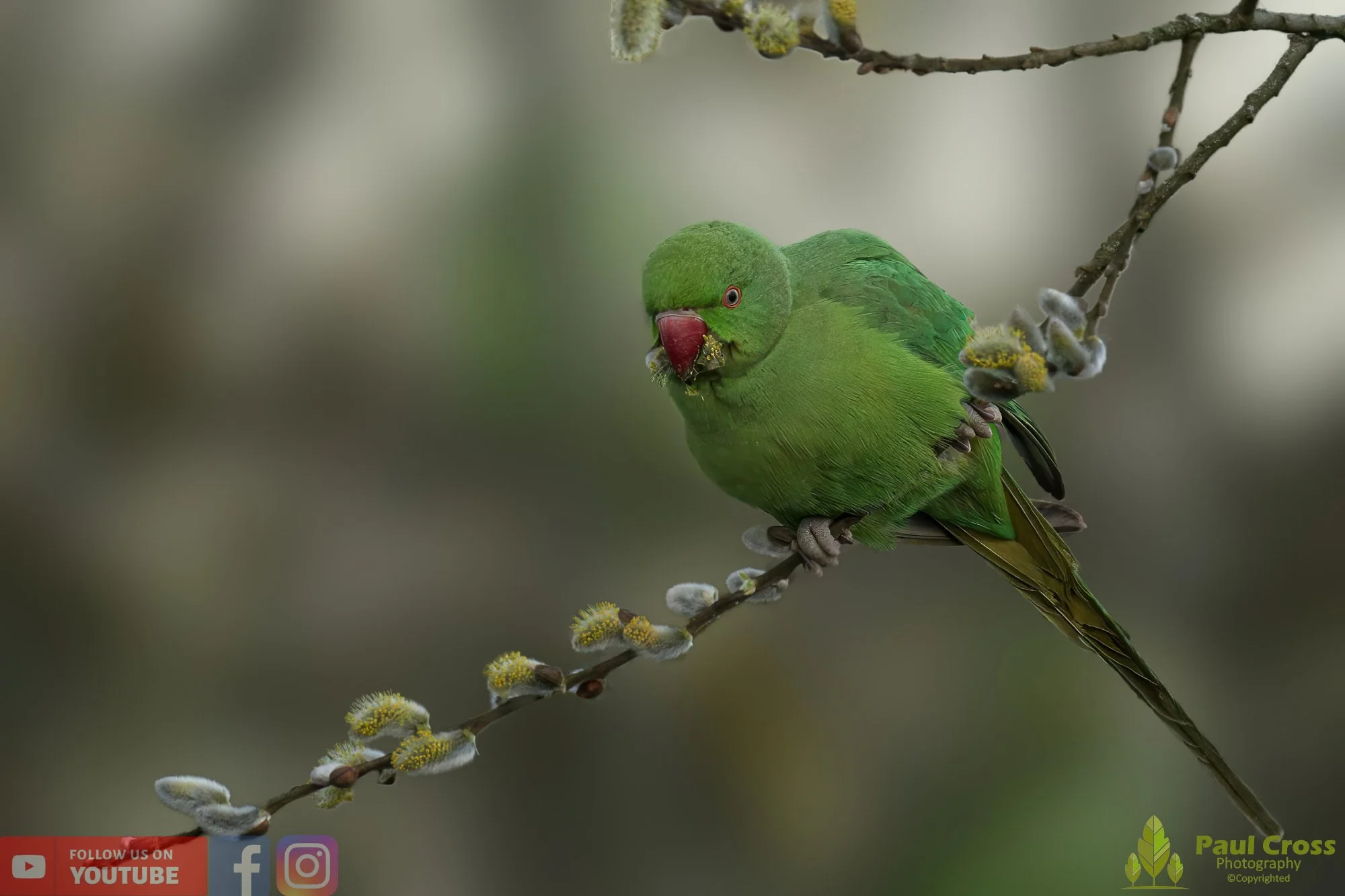 Ring-necked Parakeet-00018.jpg