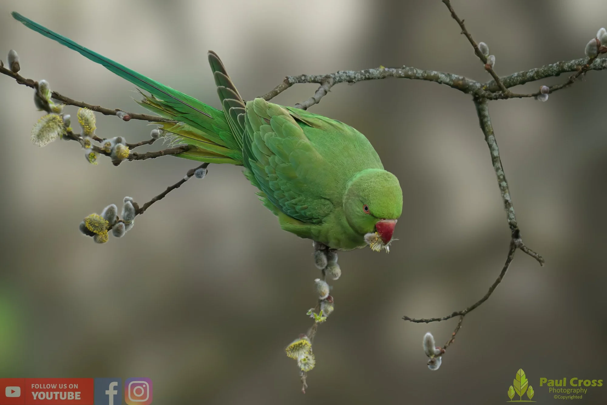 Ring-necked Parakeet-00020.jpg