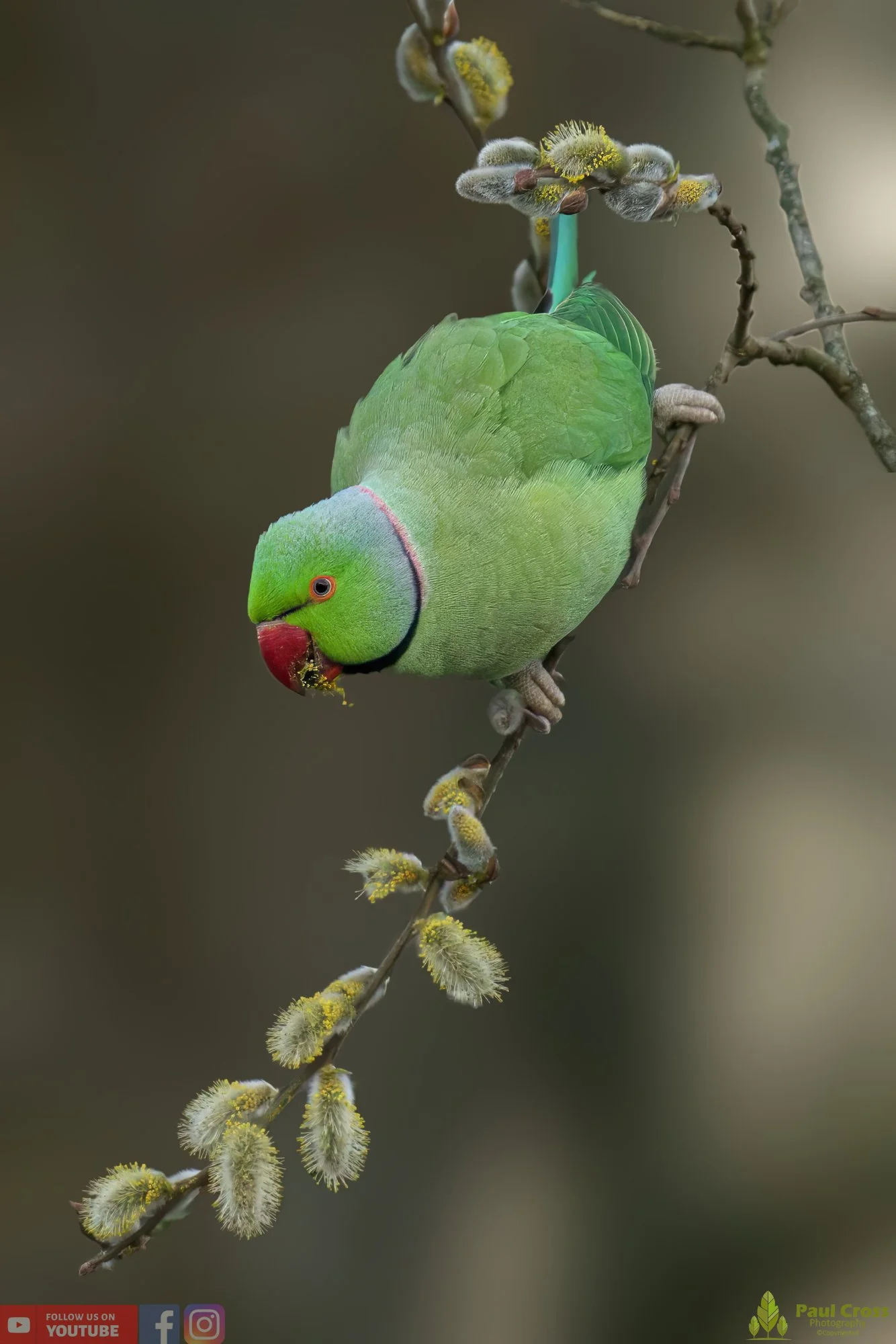 Ring-necked Parakeet-00021.jpg