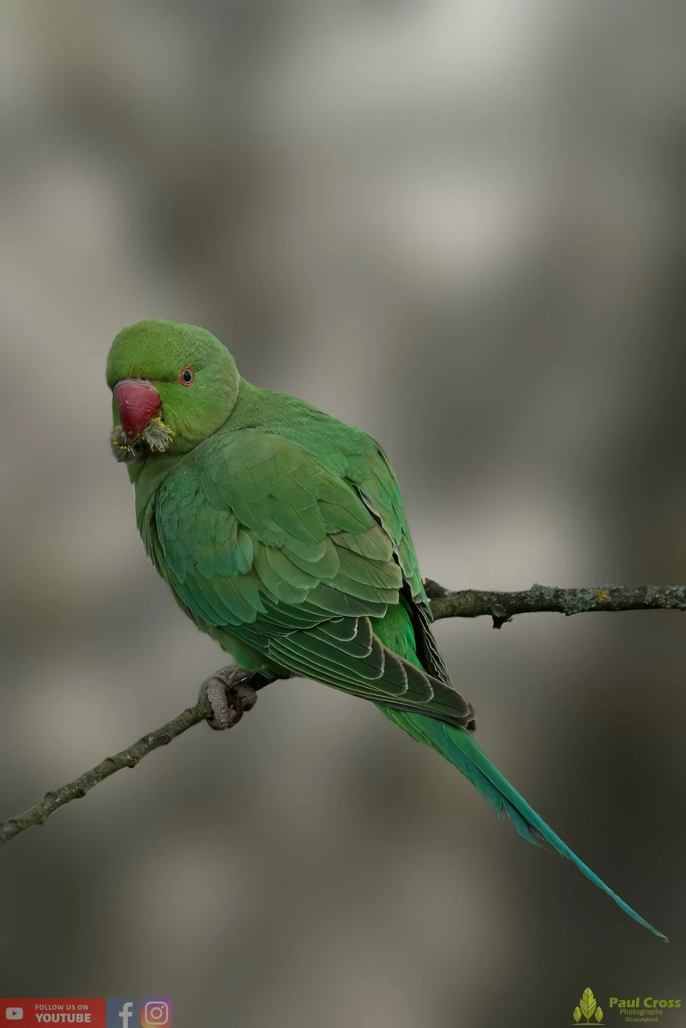 Ring-necked Parakeet-00022.jpg