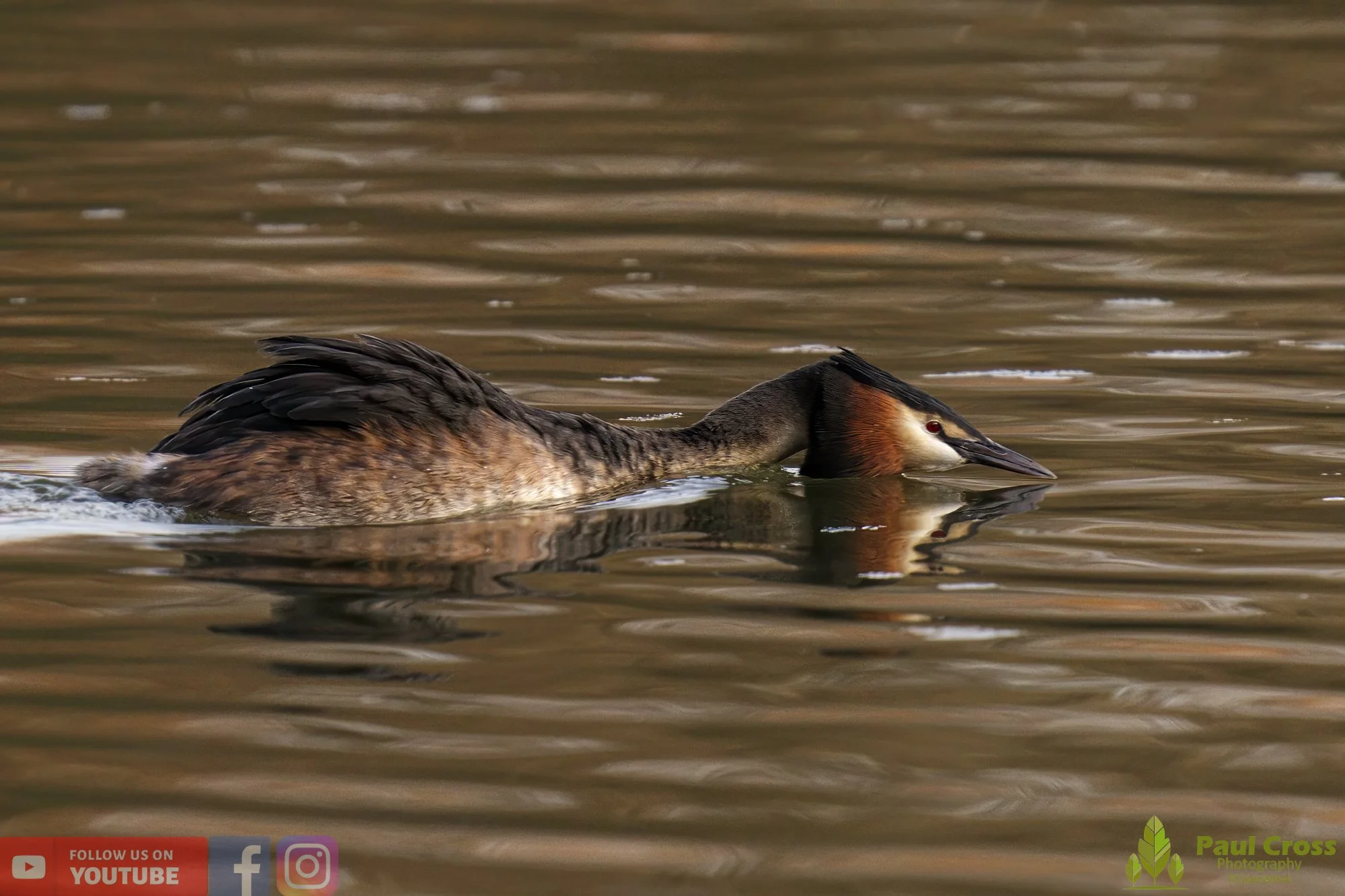Great Crested Grebe-00728.jpg