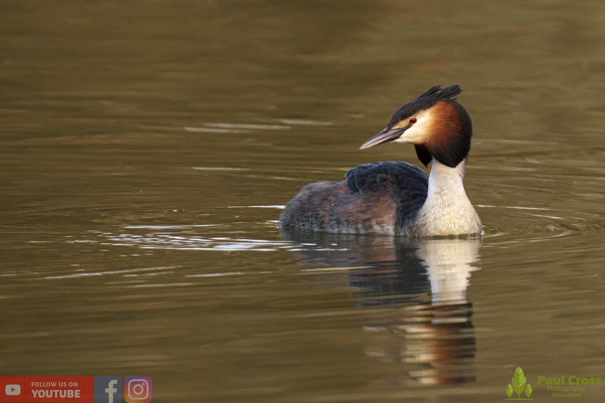 Great Crested Grebe-00727.jpg