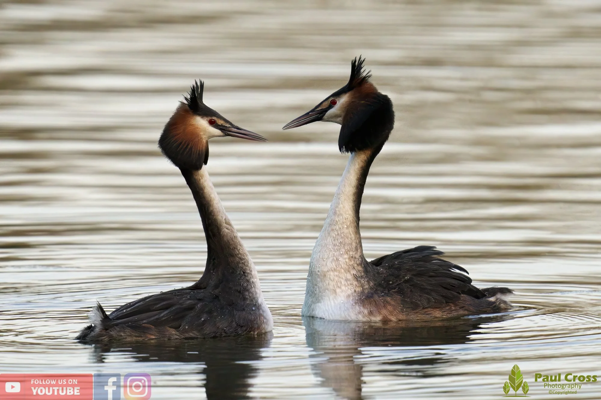 Great Crested Grebe-00729.jpg