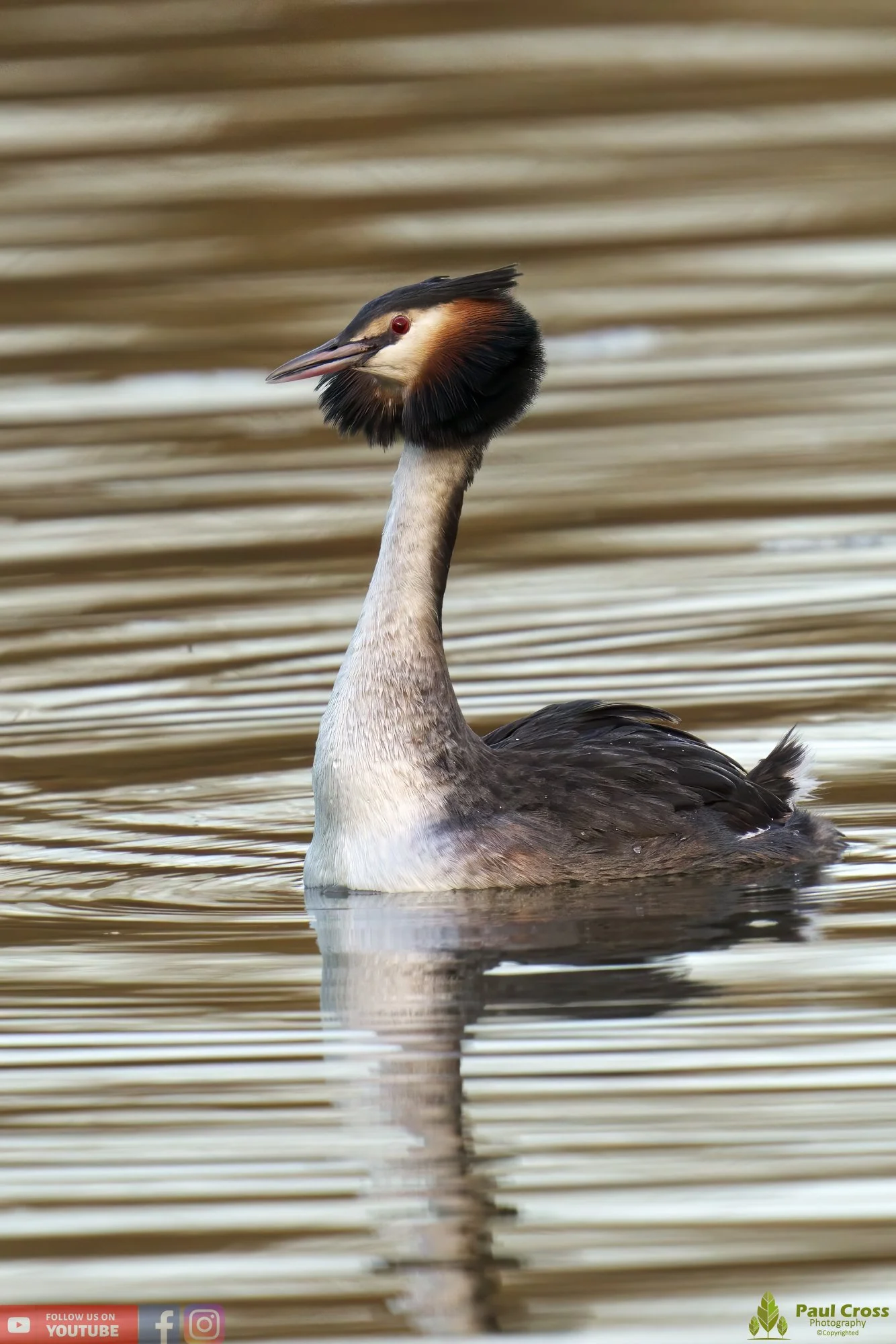 Great Crested Grebe-00730.jpg