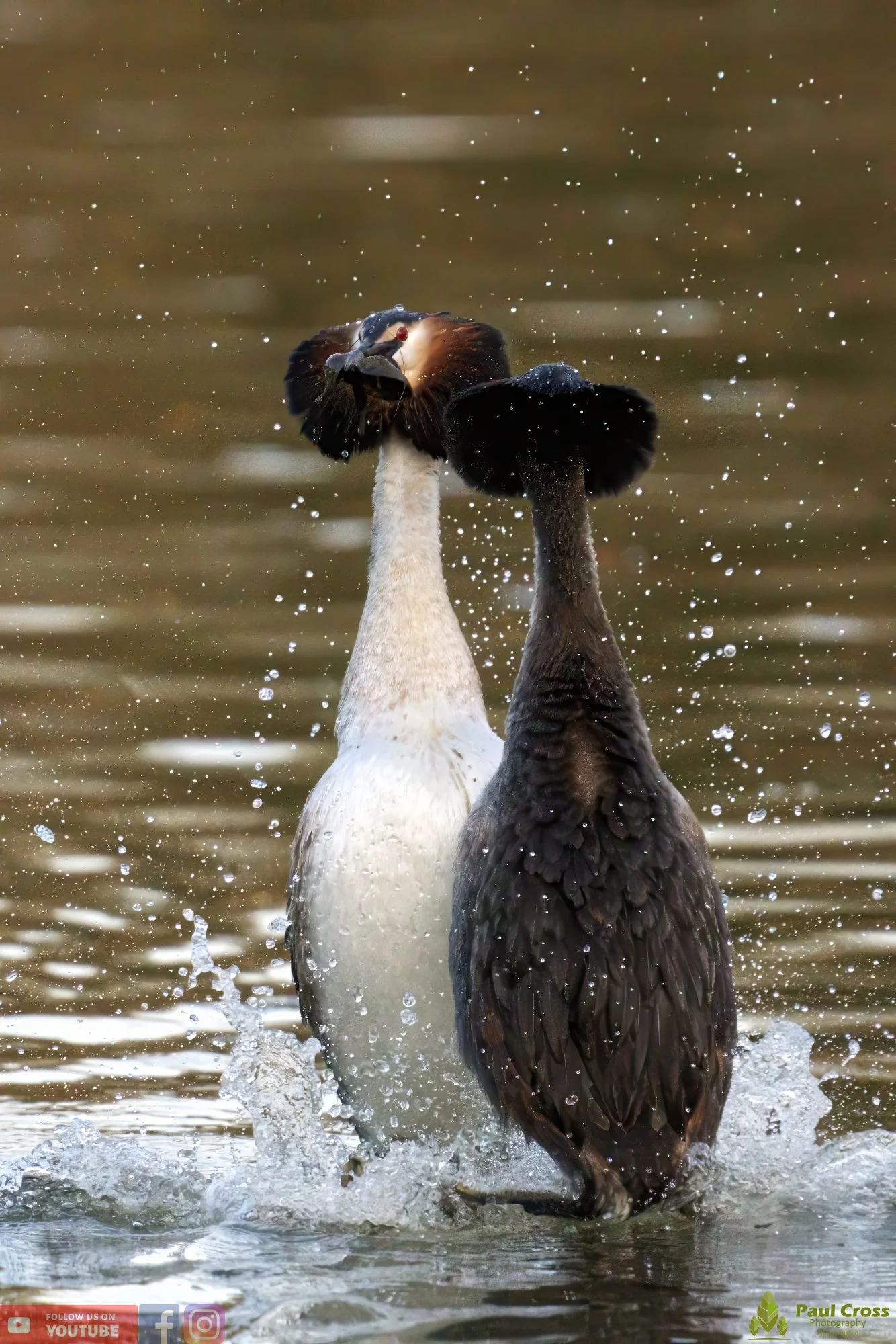 Great Crested Grebe-00731.jpg