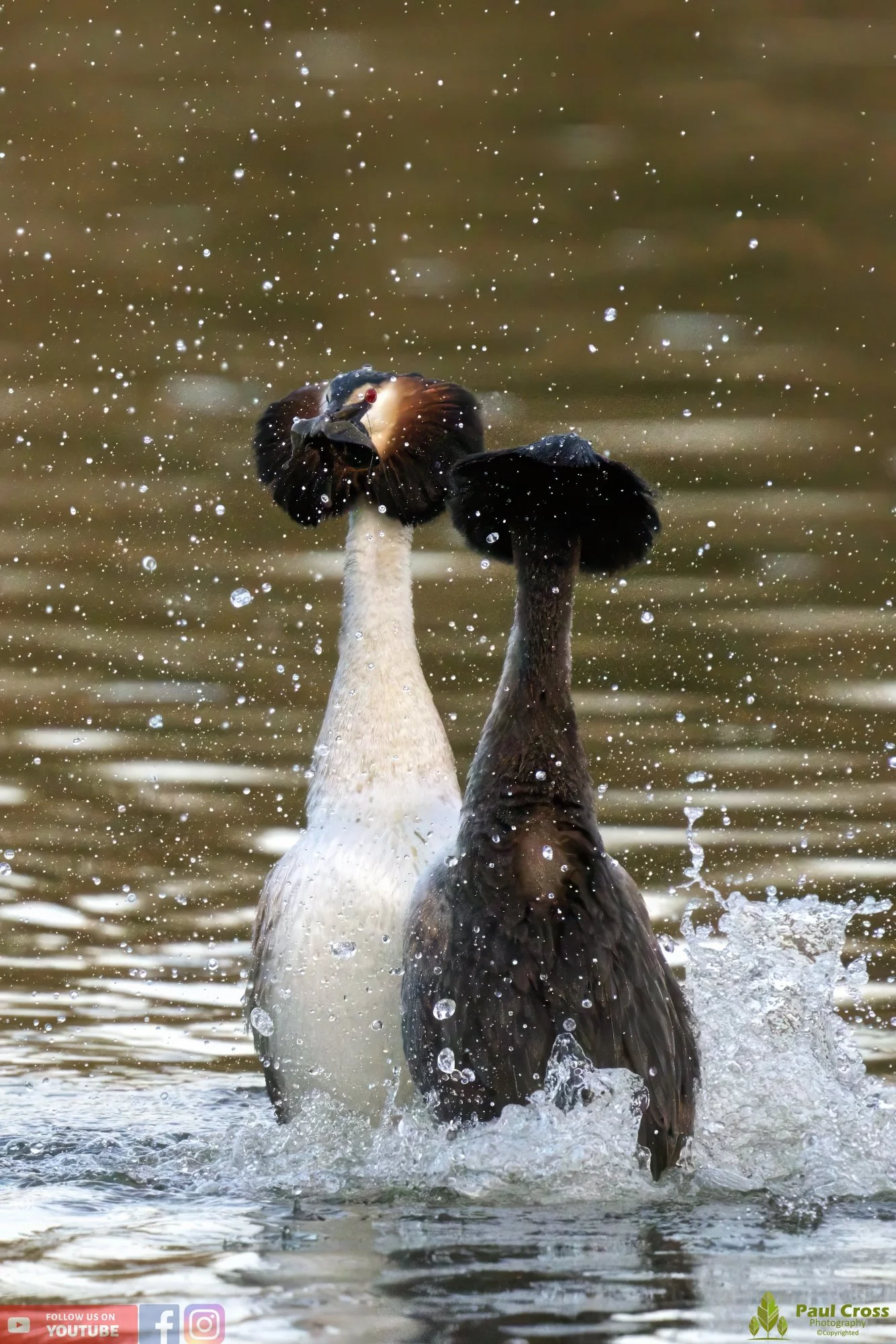 Great Crested Grebe-00732.jpg