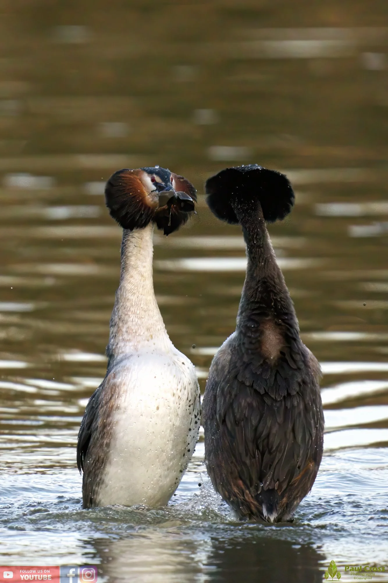 Great Crested Grebe-00734.jpg