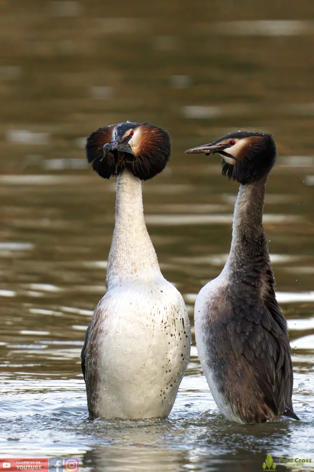 Great Crested Grebe-00735.jpg