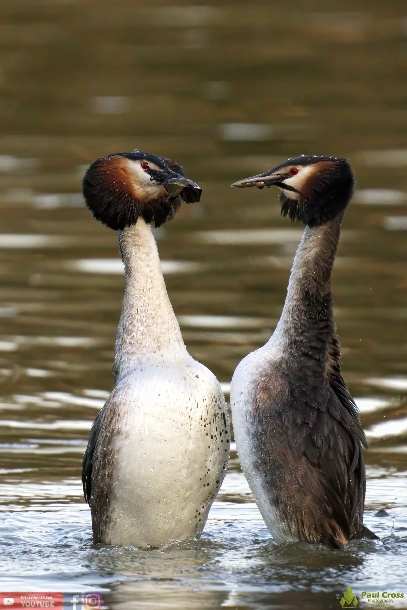 Great Crested Grebe-00736.jpg