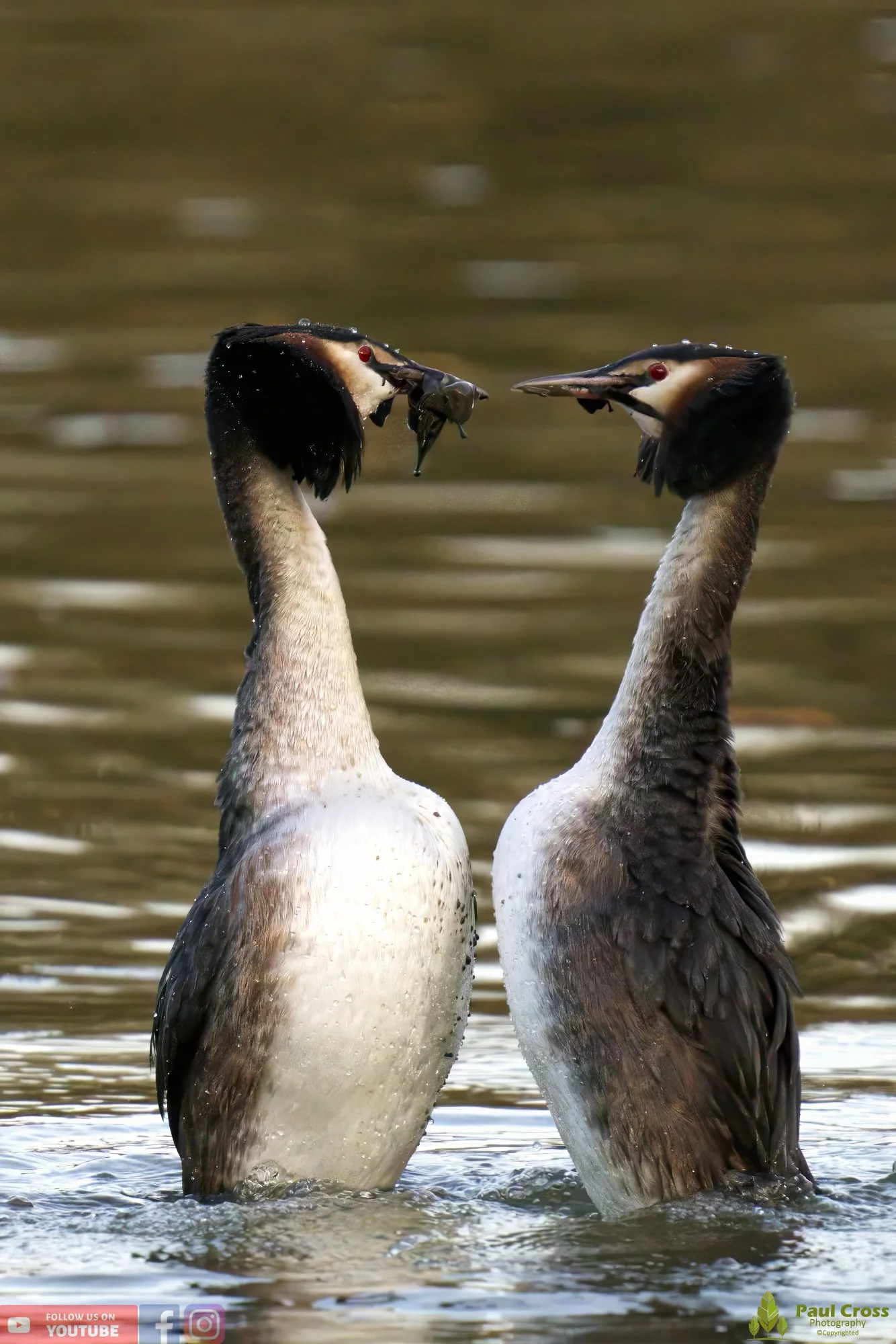 Great Crested Grebe-00737.jpg