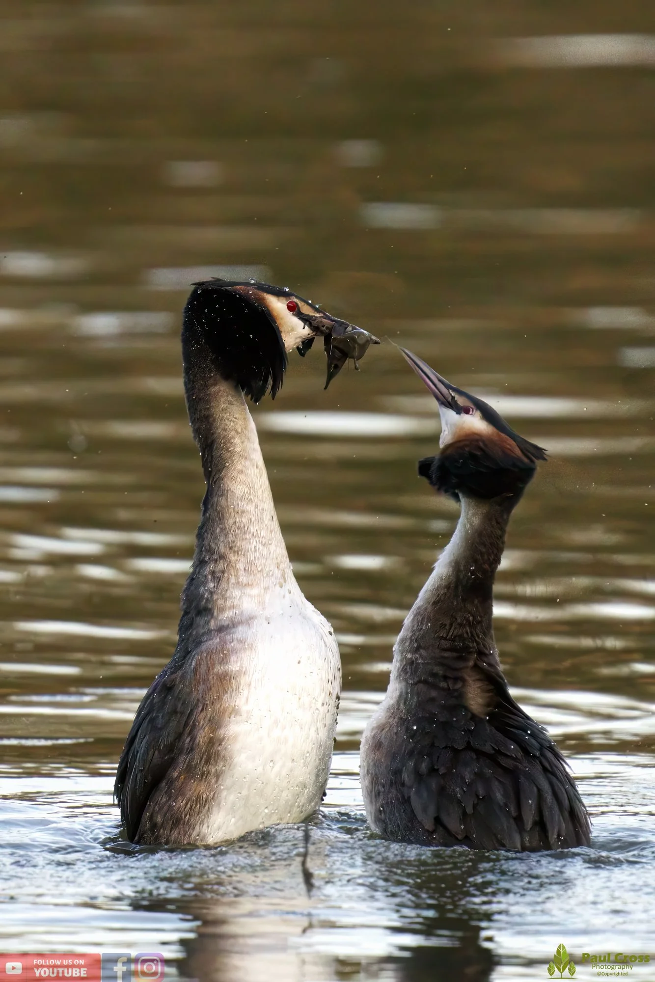 Great Crested Grebe-00739.jpg