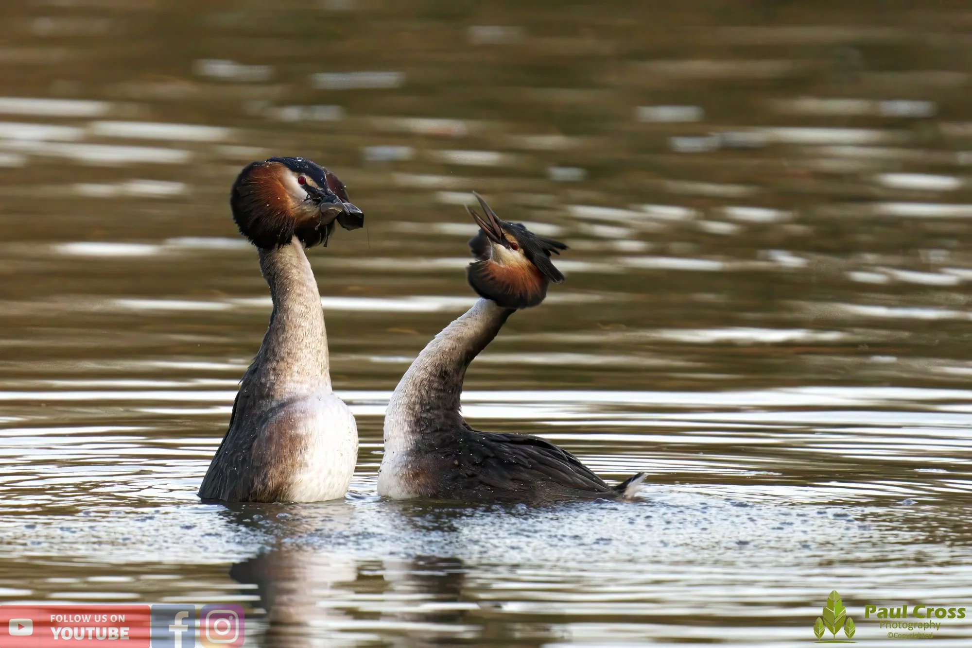 Great Crested Grebe-00741.jpg