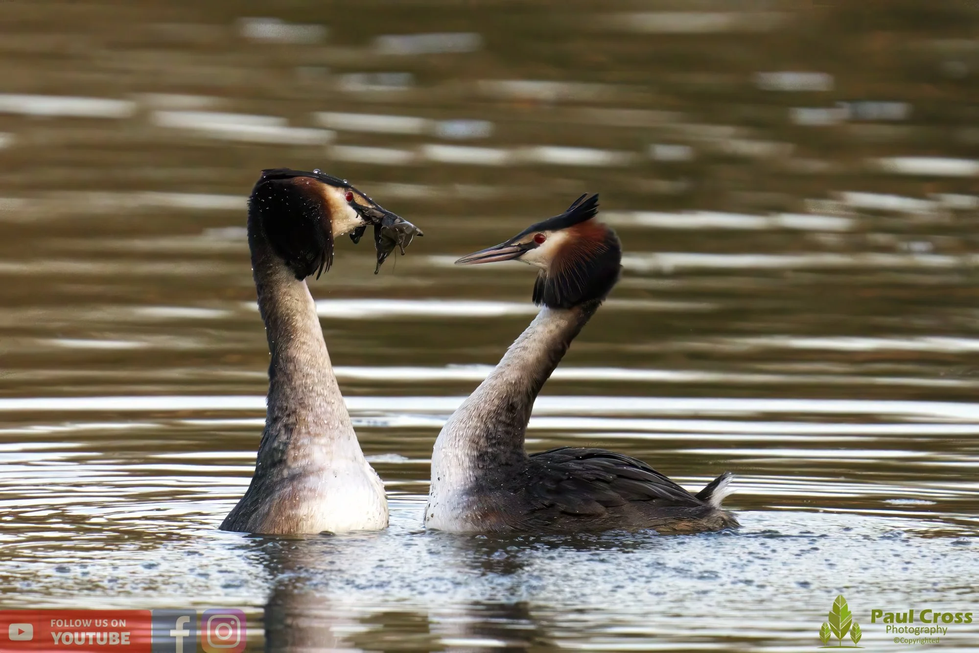 Great Crested Grebe-00742.jpg