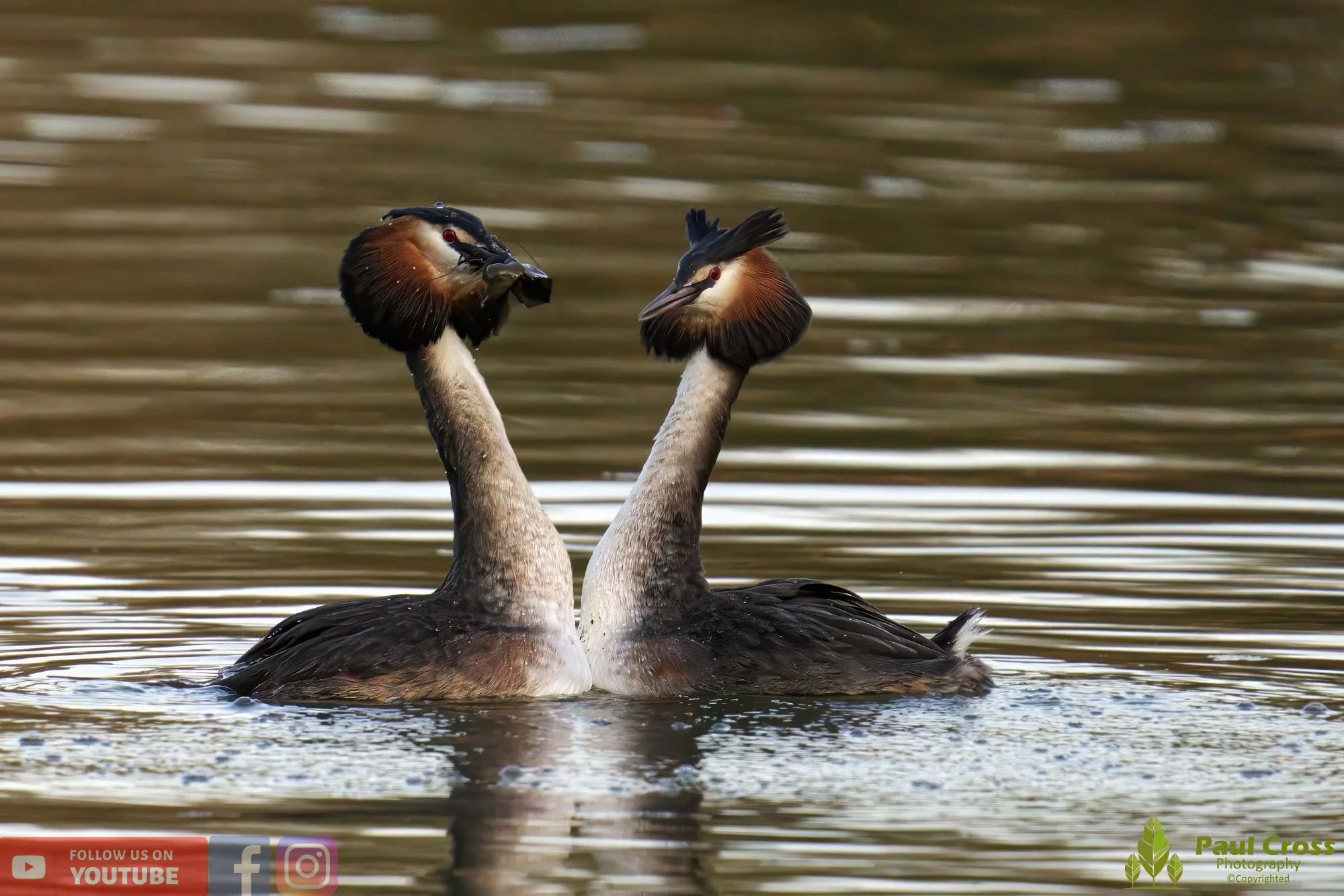Great Crested Grebe-00743.jpg