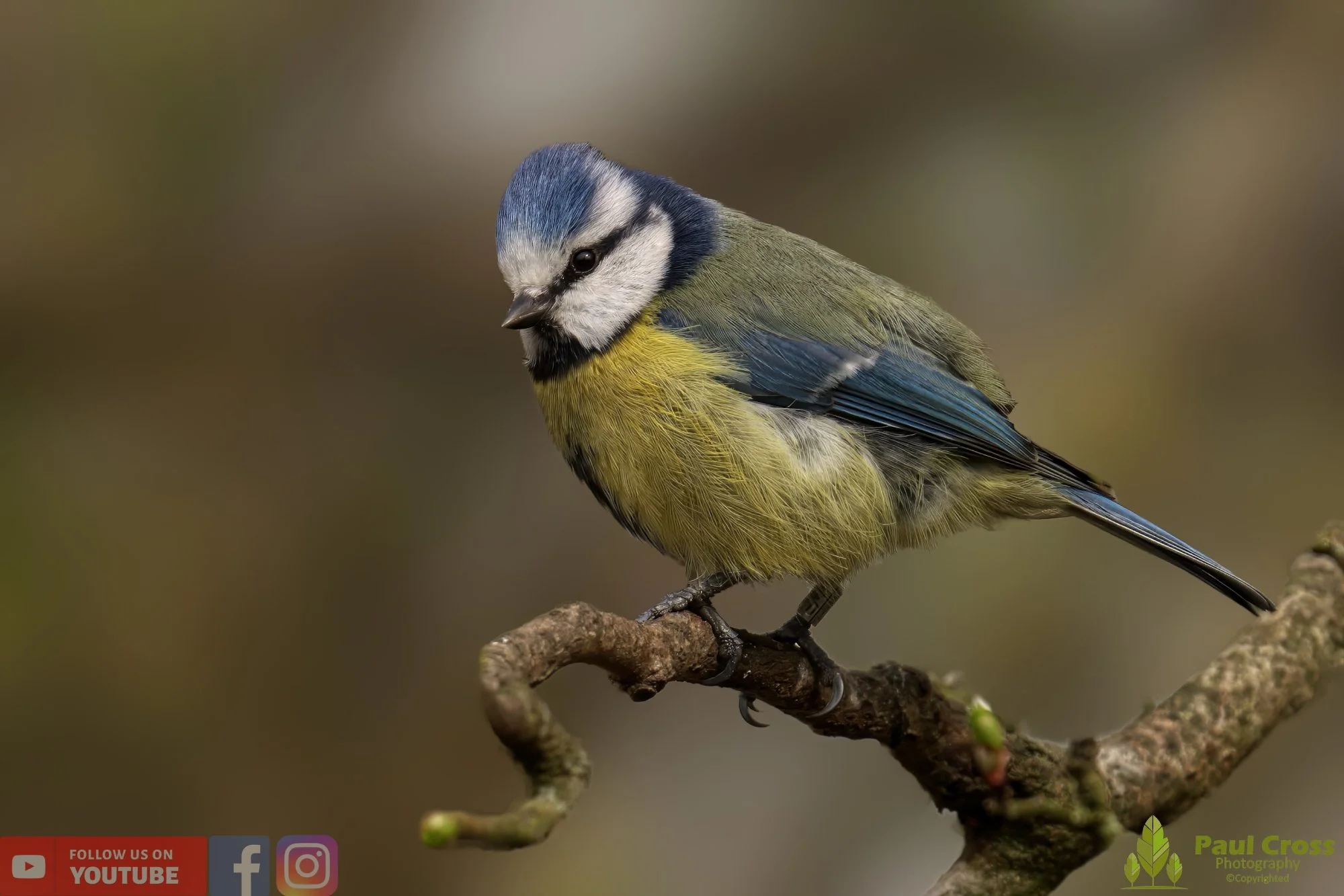 Blue Tit-00872.jpg
