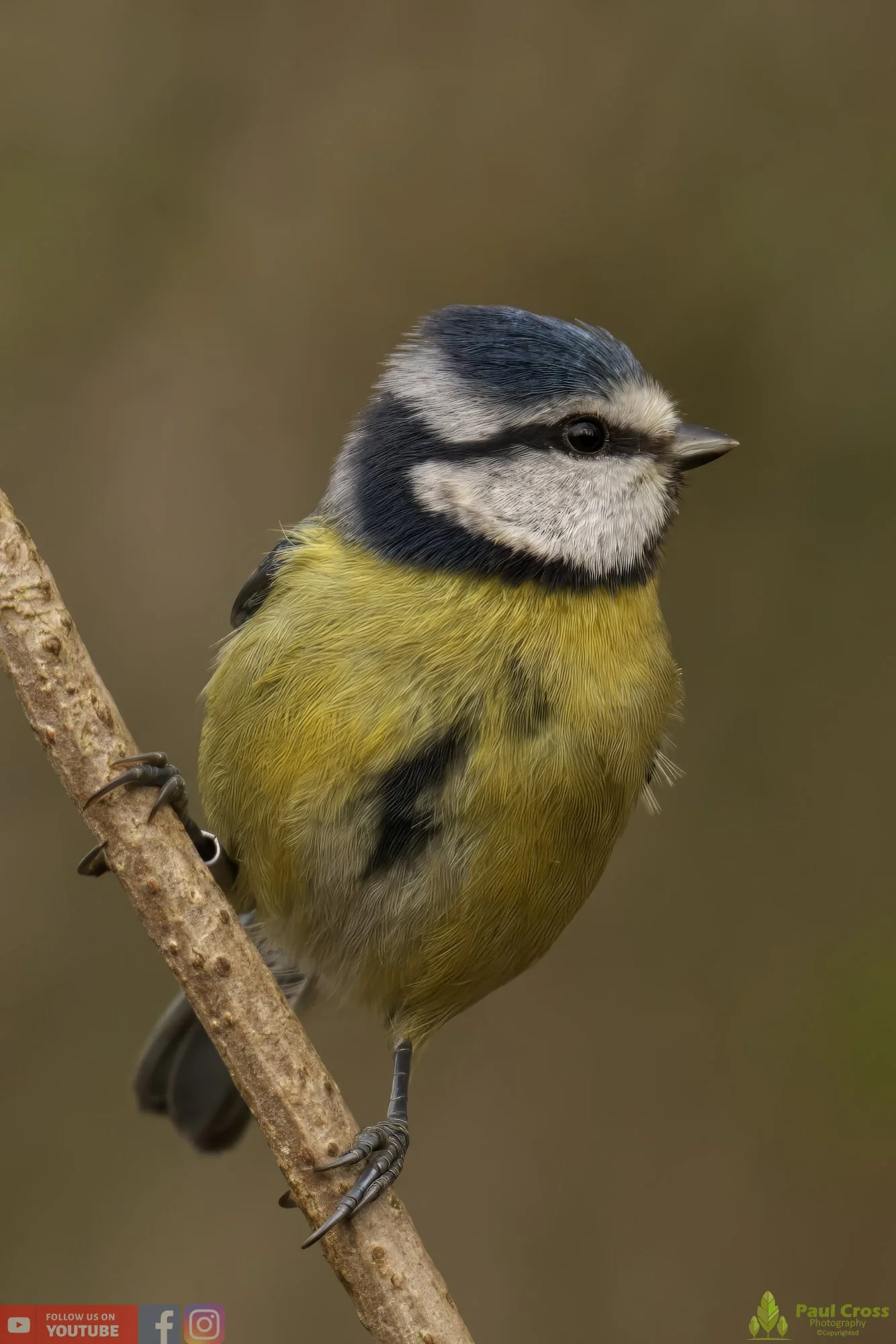 Blue Tit-00873.jpg