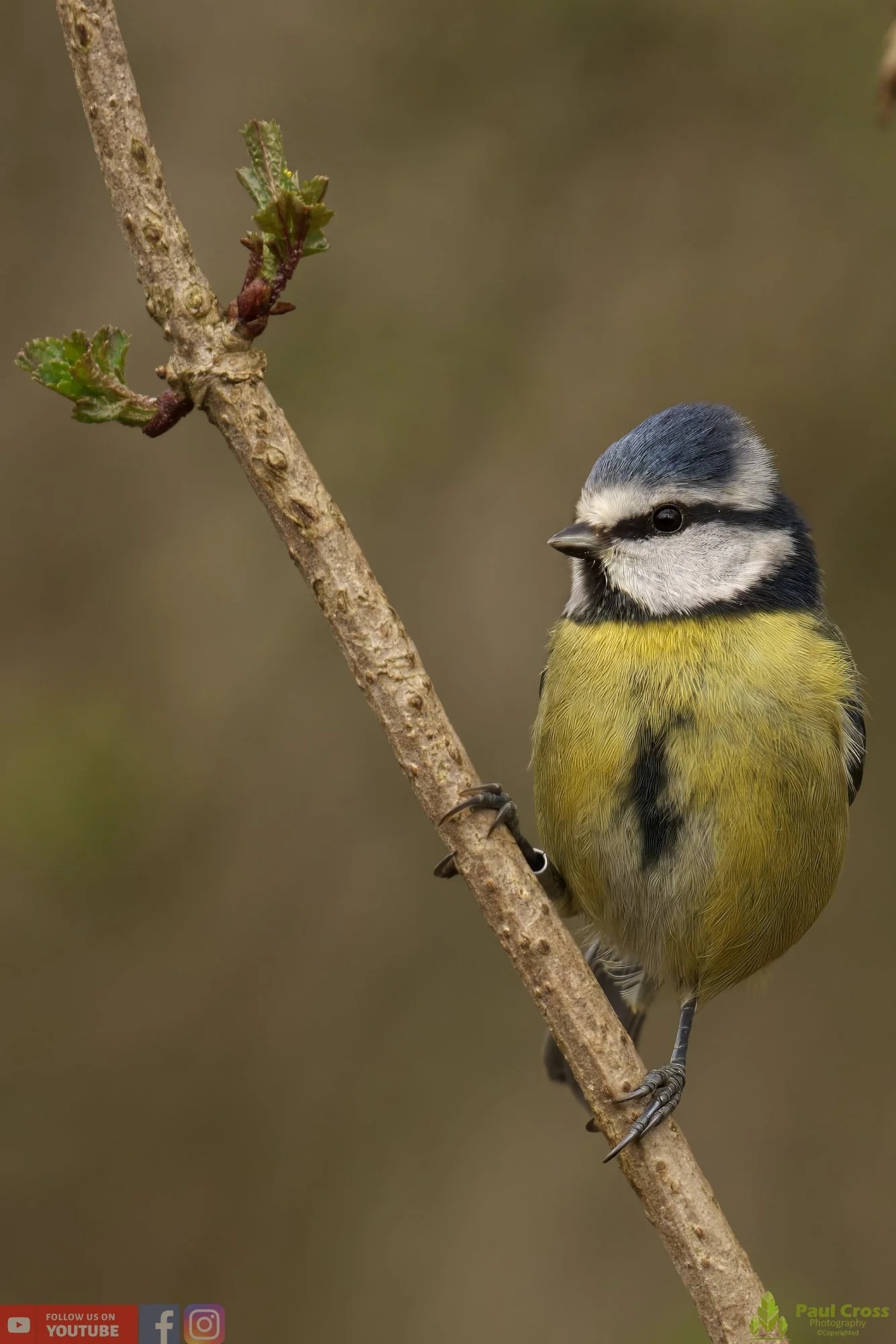 Blue Tit-00874.jpg