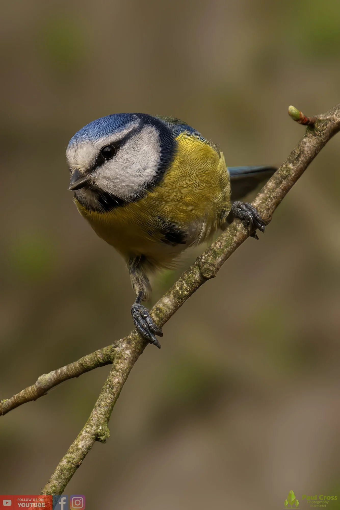 Blue Tit-00875.jpg